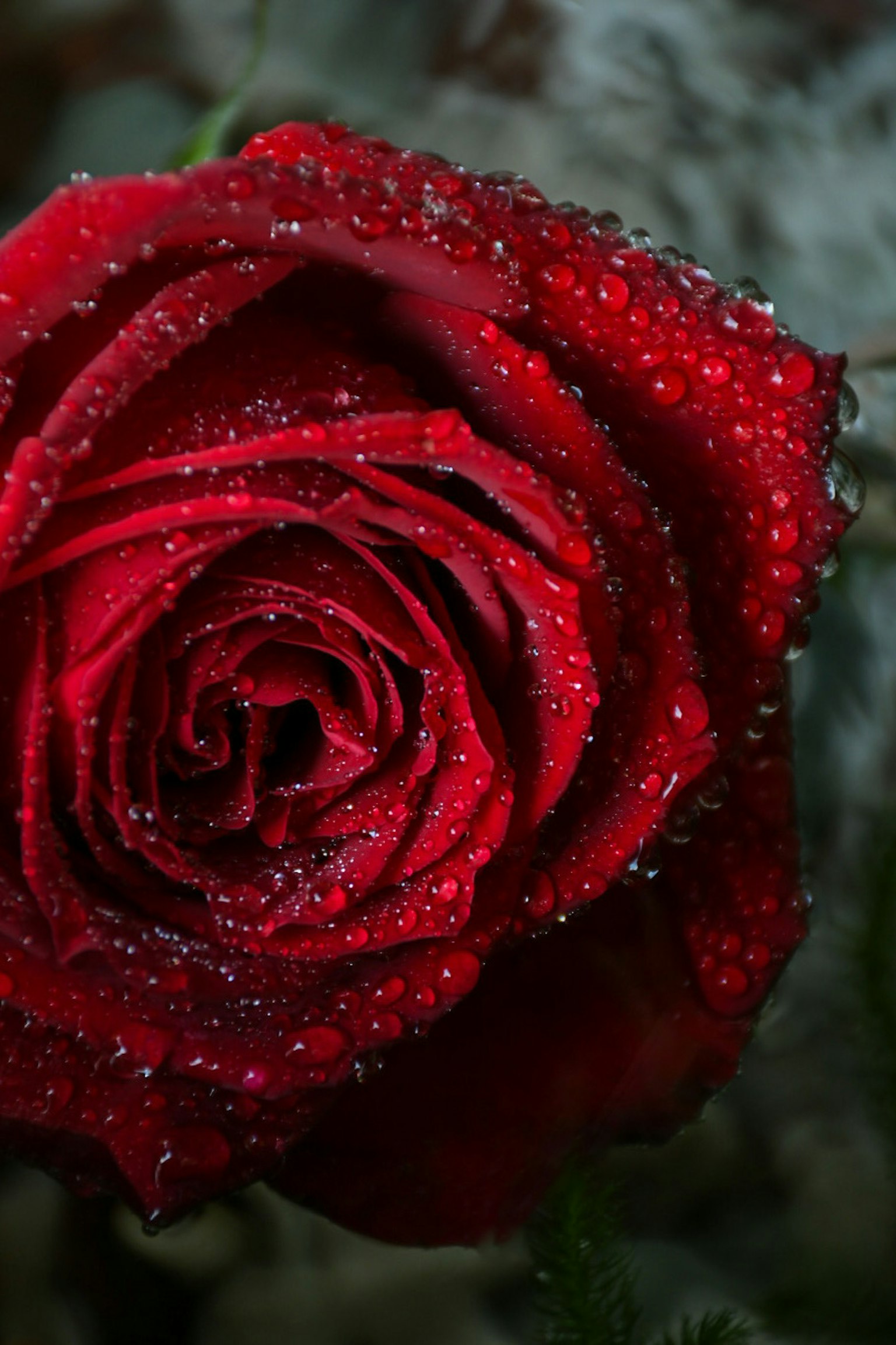 Close-up of a red rose with water droplets