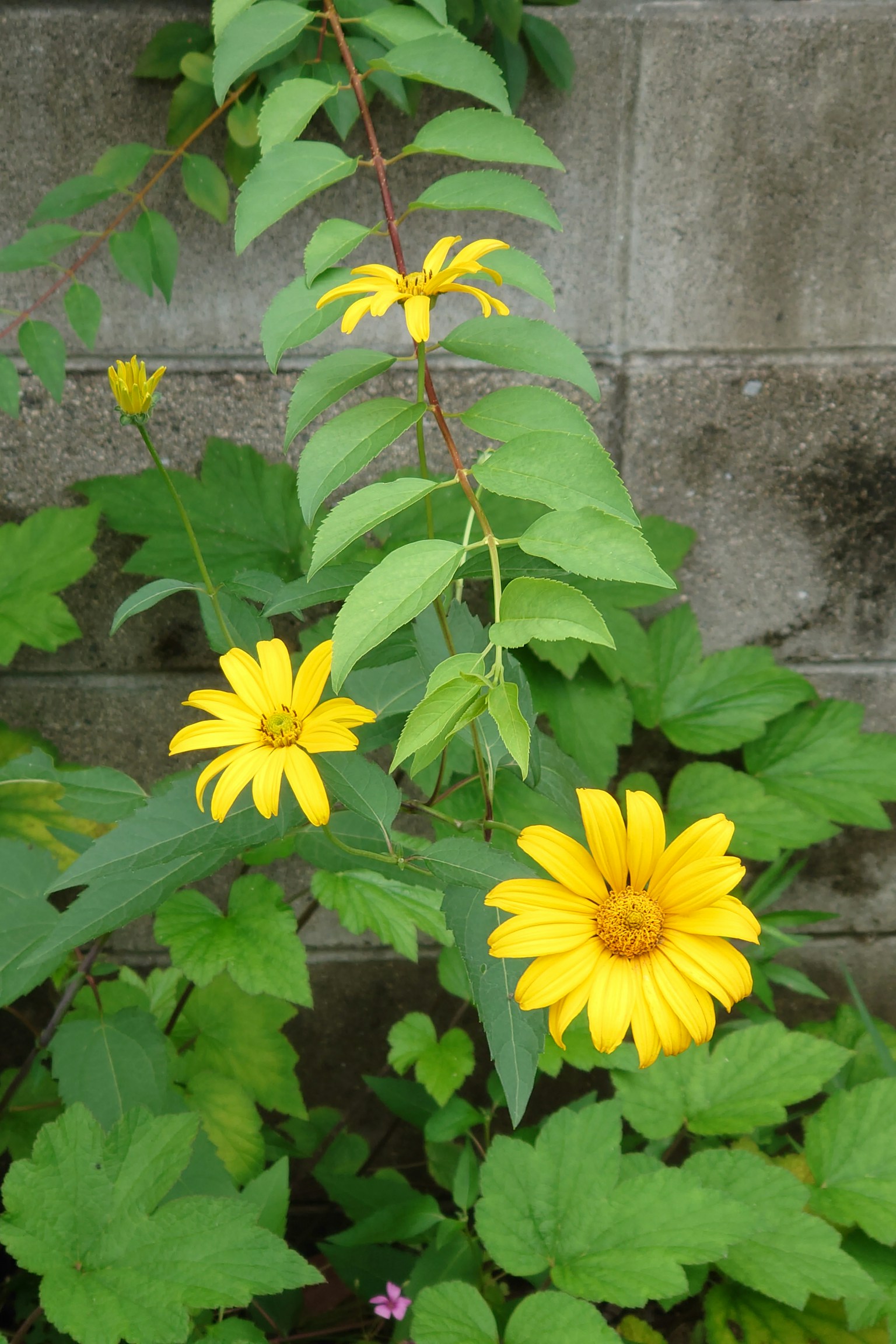 Yellow flowers and green leaves in front of a wall