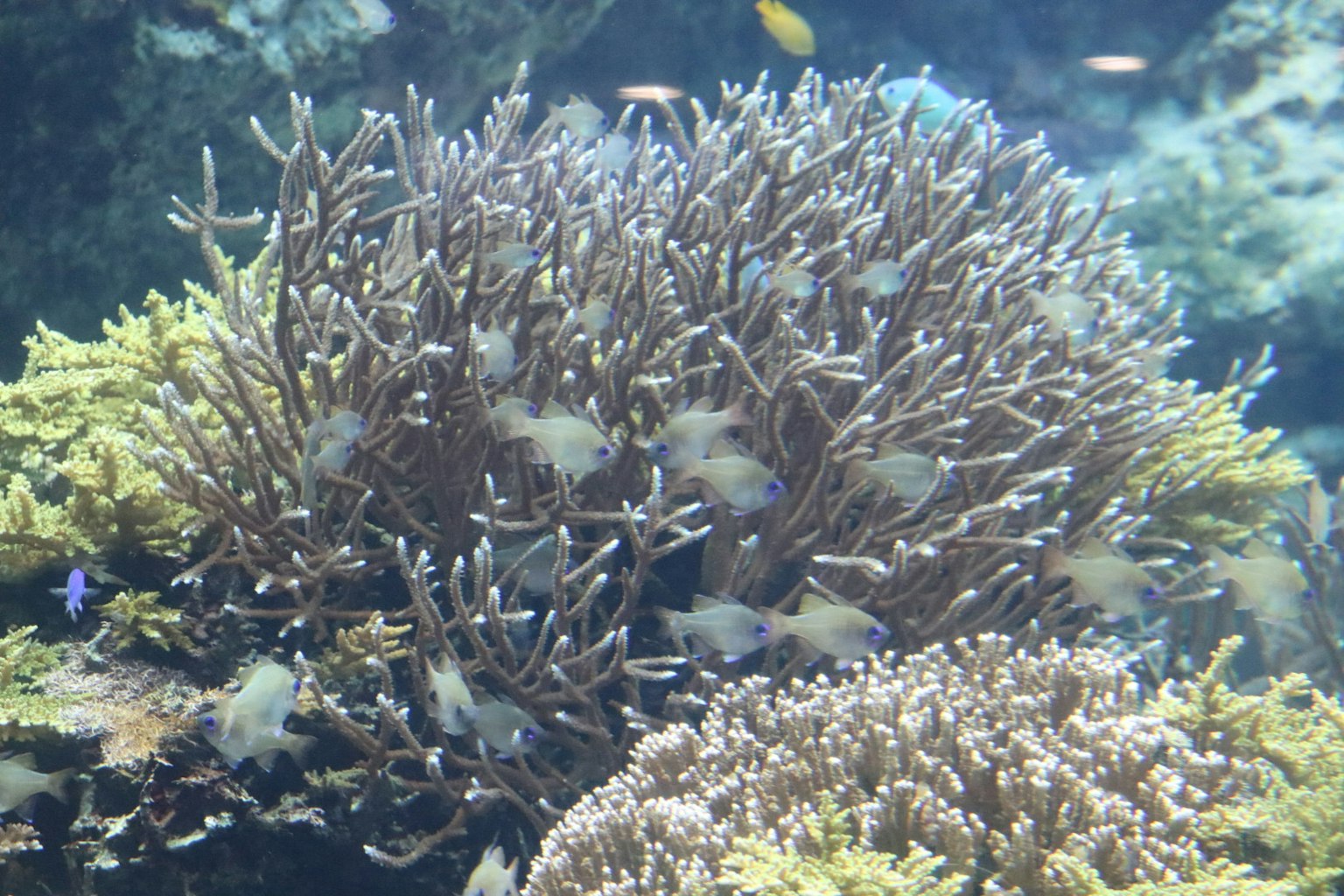 水下場景，展示多彩的珊瑚群
