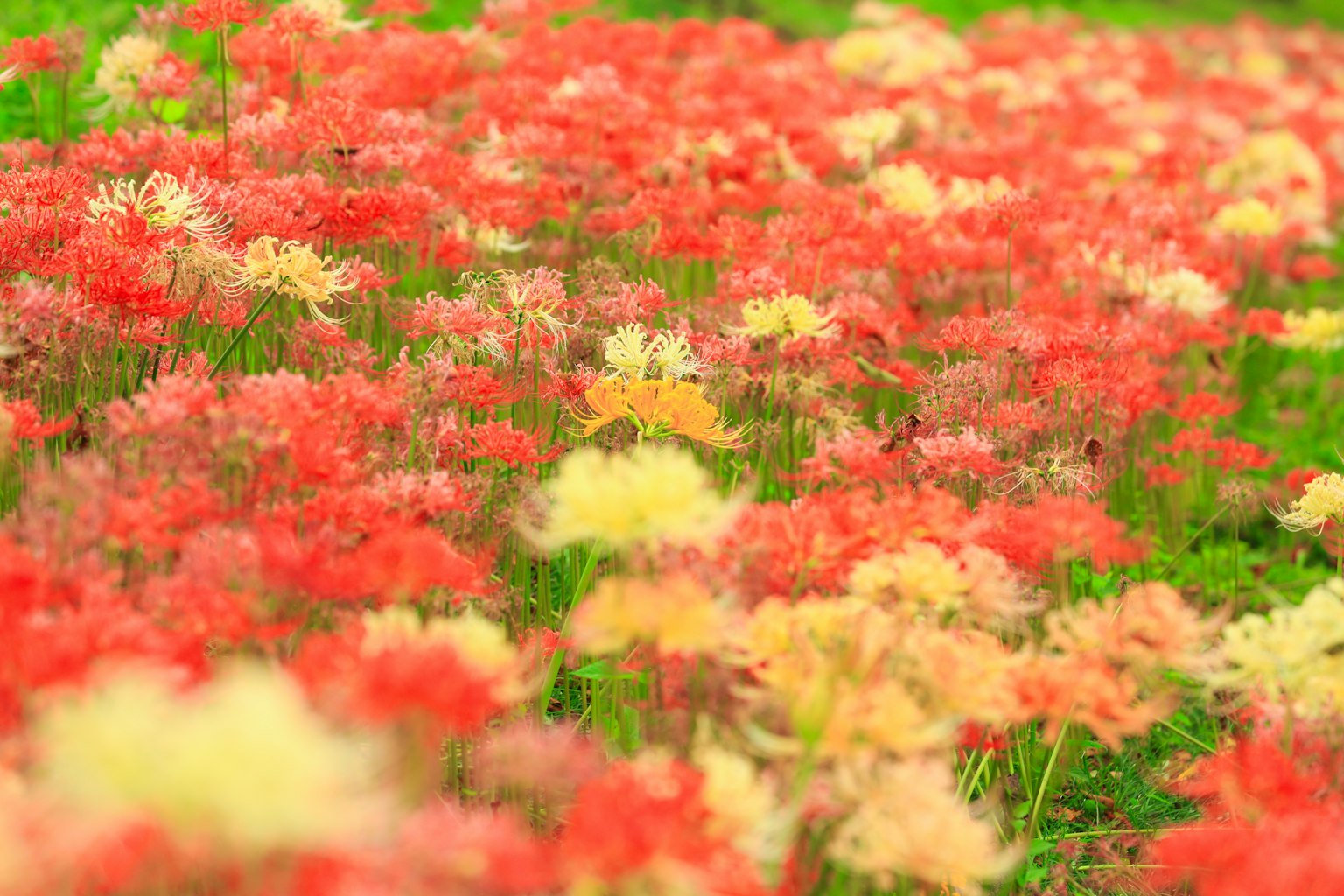Un bellissimo paesaggio con fiori di giglio ragno rossi e gialli in fiore