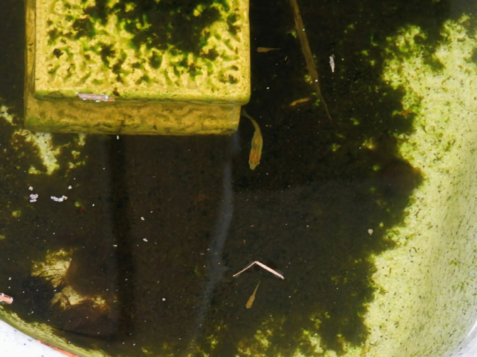 Bloque amarillo flotando en el agua con algas verdes