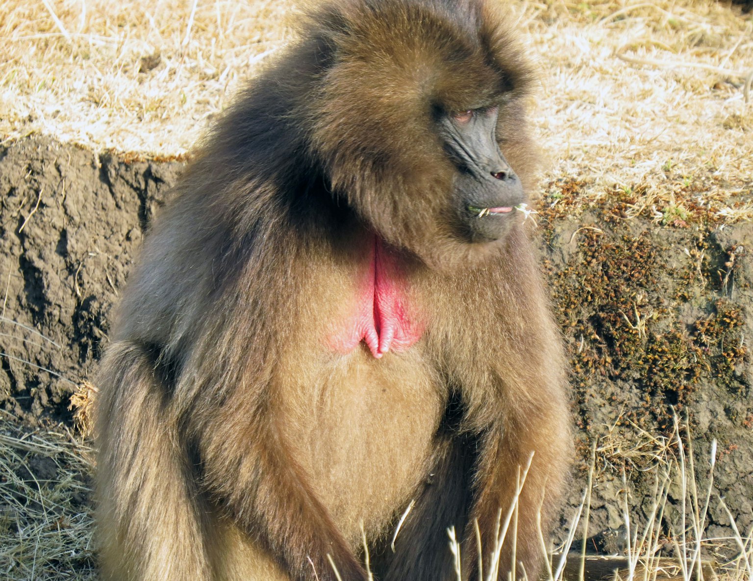 Un babouin avec un pelage riche et des couleurs frappantes assis sur le sol