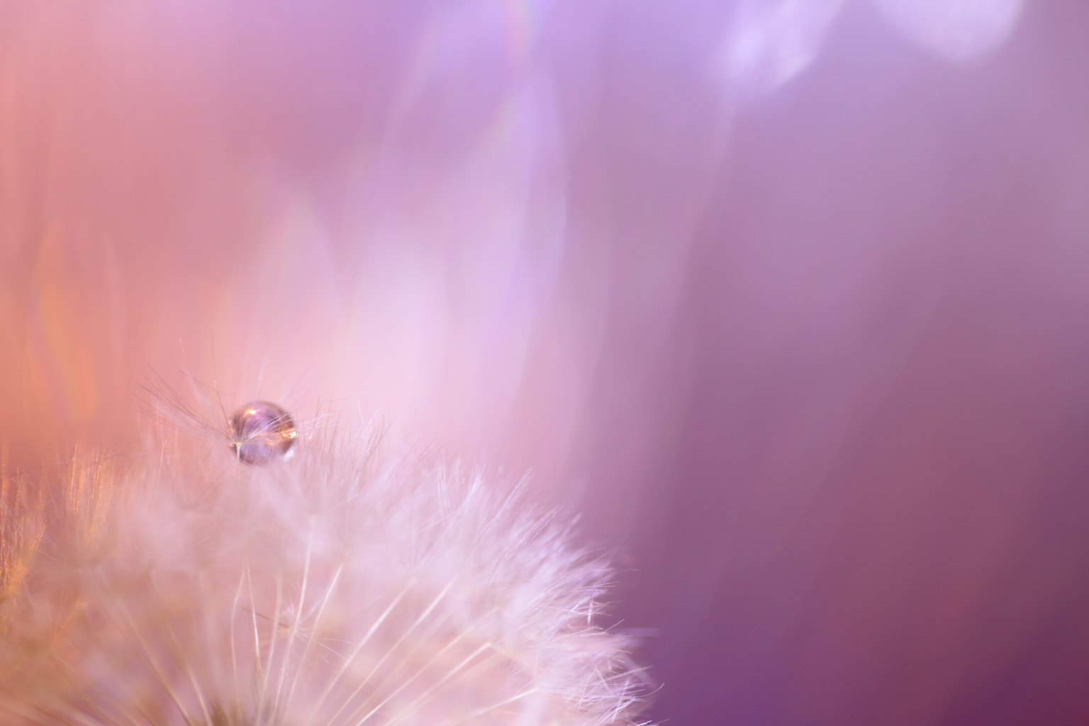 柔和紫色背景下的蒲公英特写,带有水滴