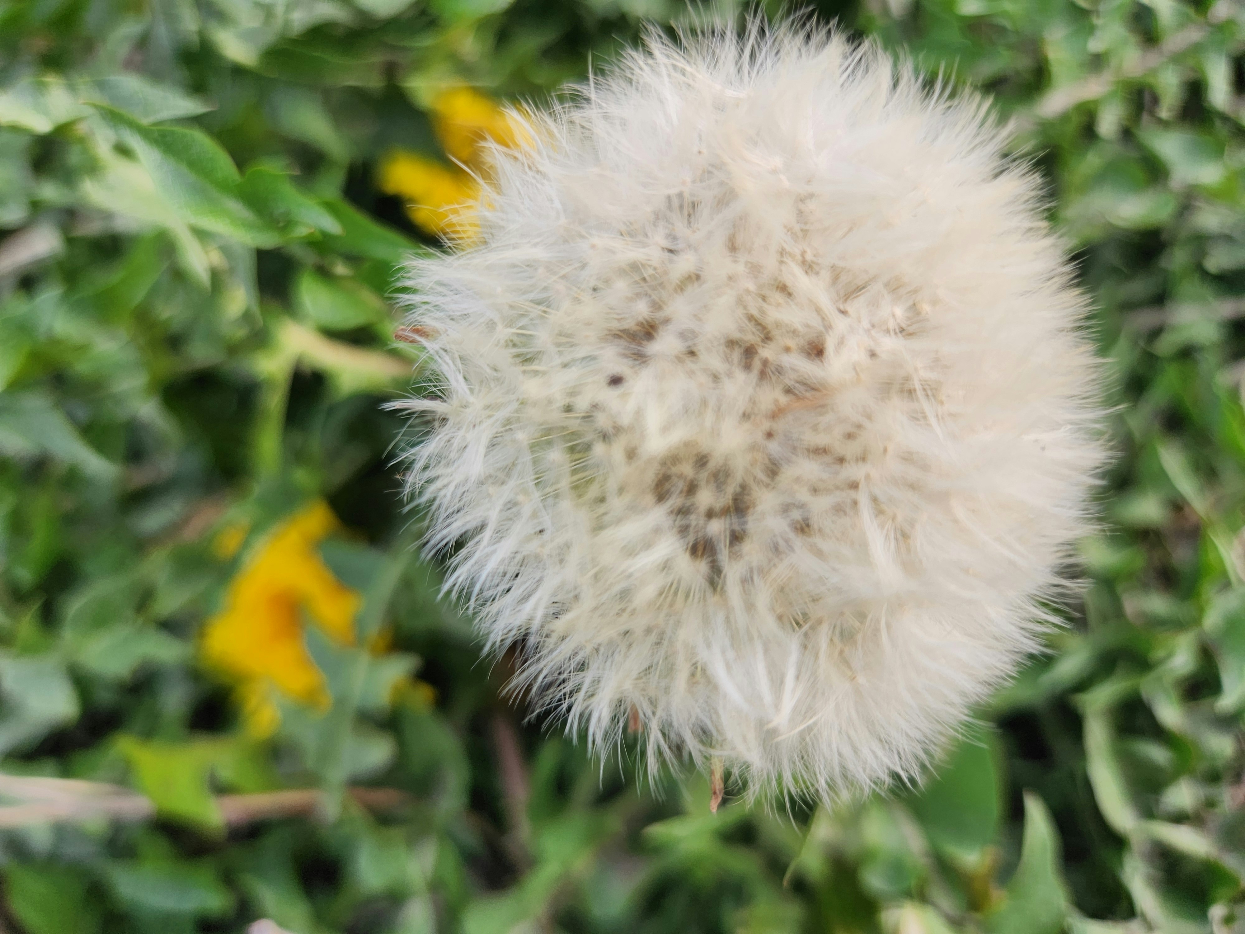綿毛（タンポポ）の春の花畑でのクローズアップ