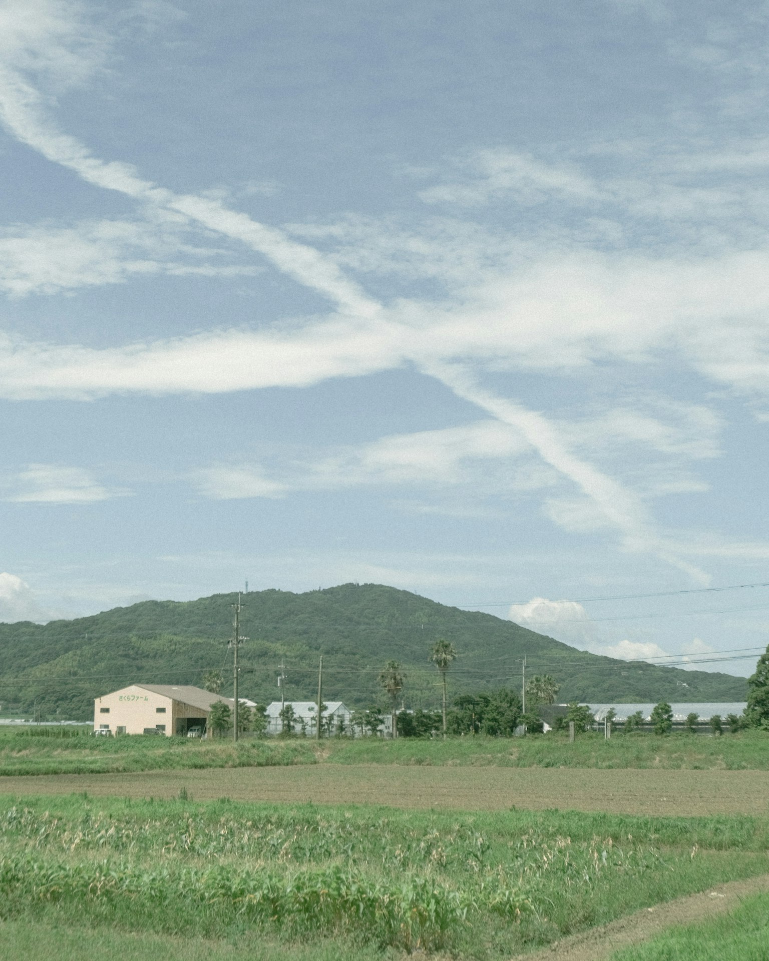 蓝天和云的乡村风景 绿色稻田和背景中的山