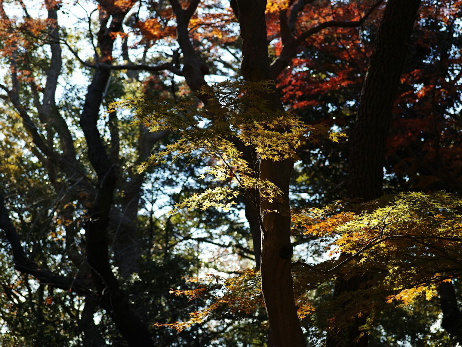 Schöne Herbstlandschaft mit bunten Blättern an üppigen Bäumen