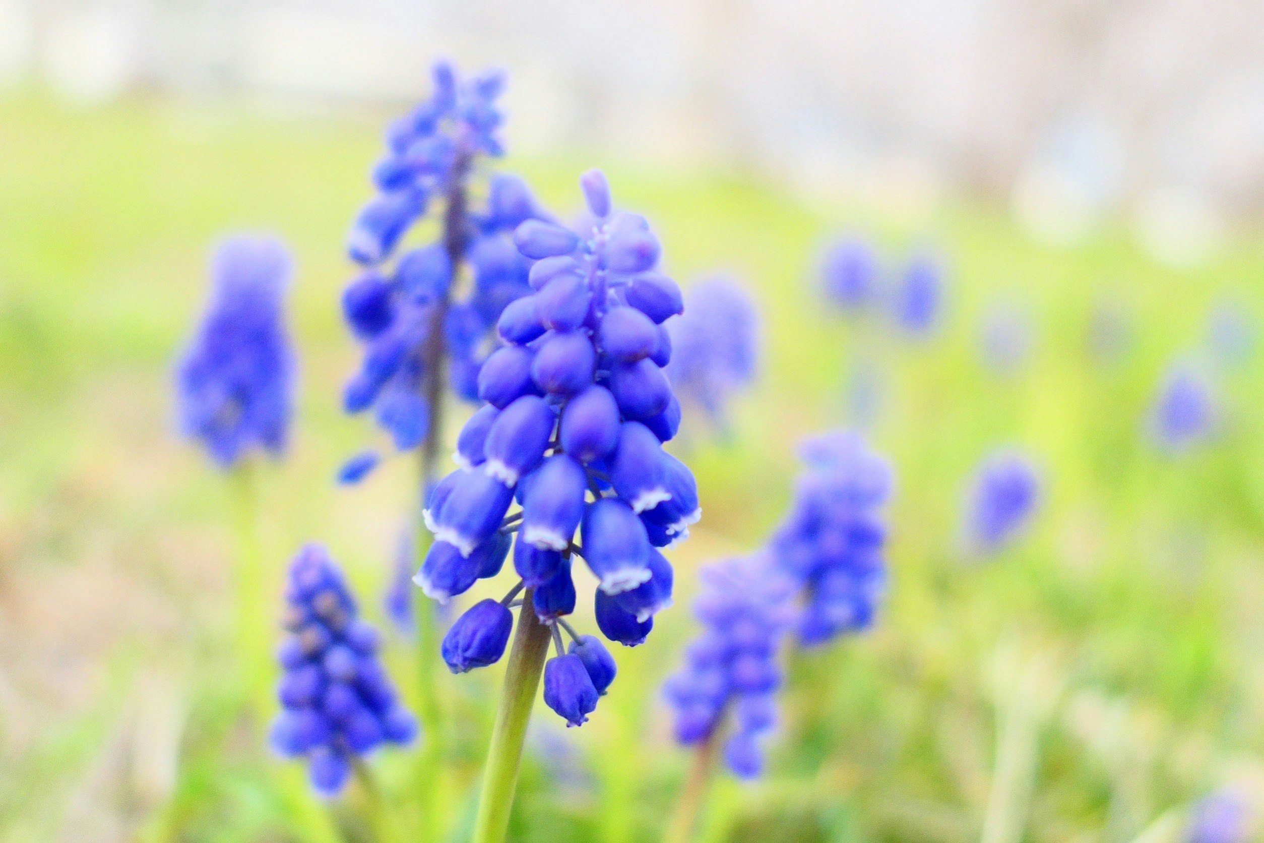 Flores de muscari floreciendo en un césped de primavera