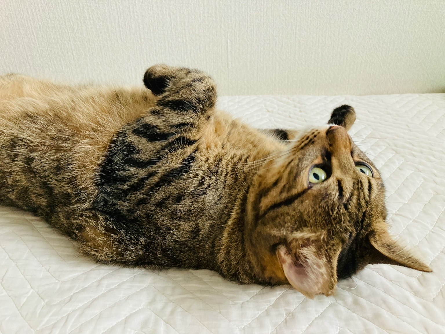 Kucing belang coklat terbaring telentang melihat ke atas