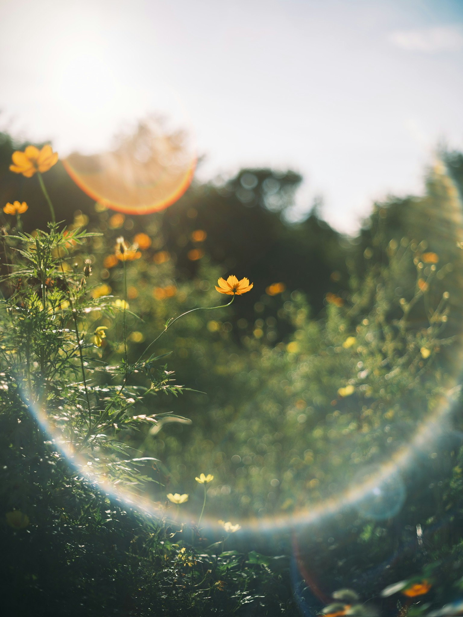 夕日に照らされた花畑の幻想的な光の輪