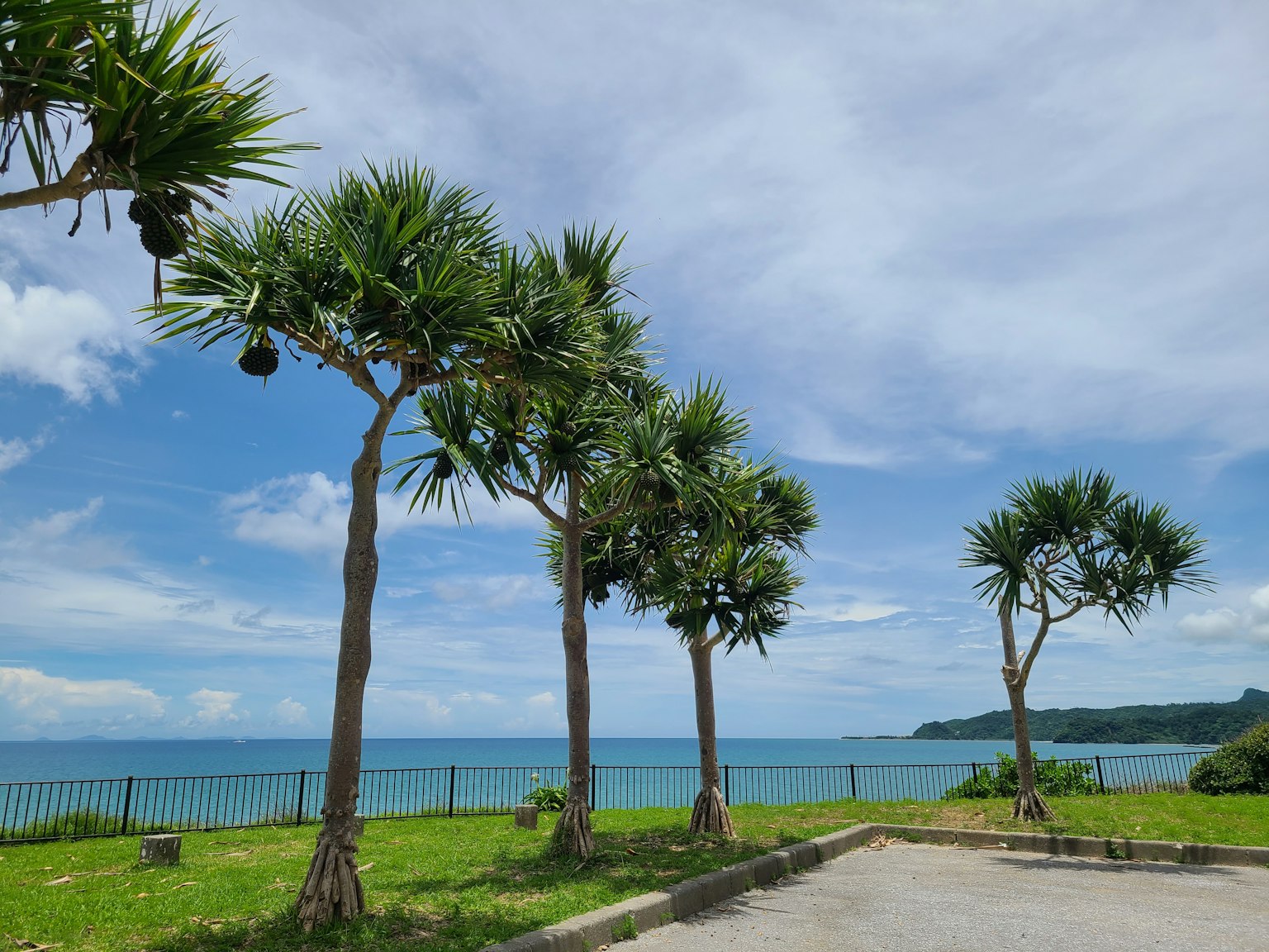 海洋和蓝天背景下的棕榈树排