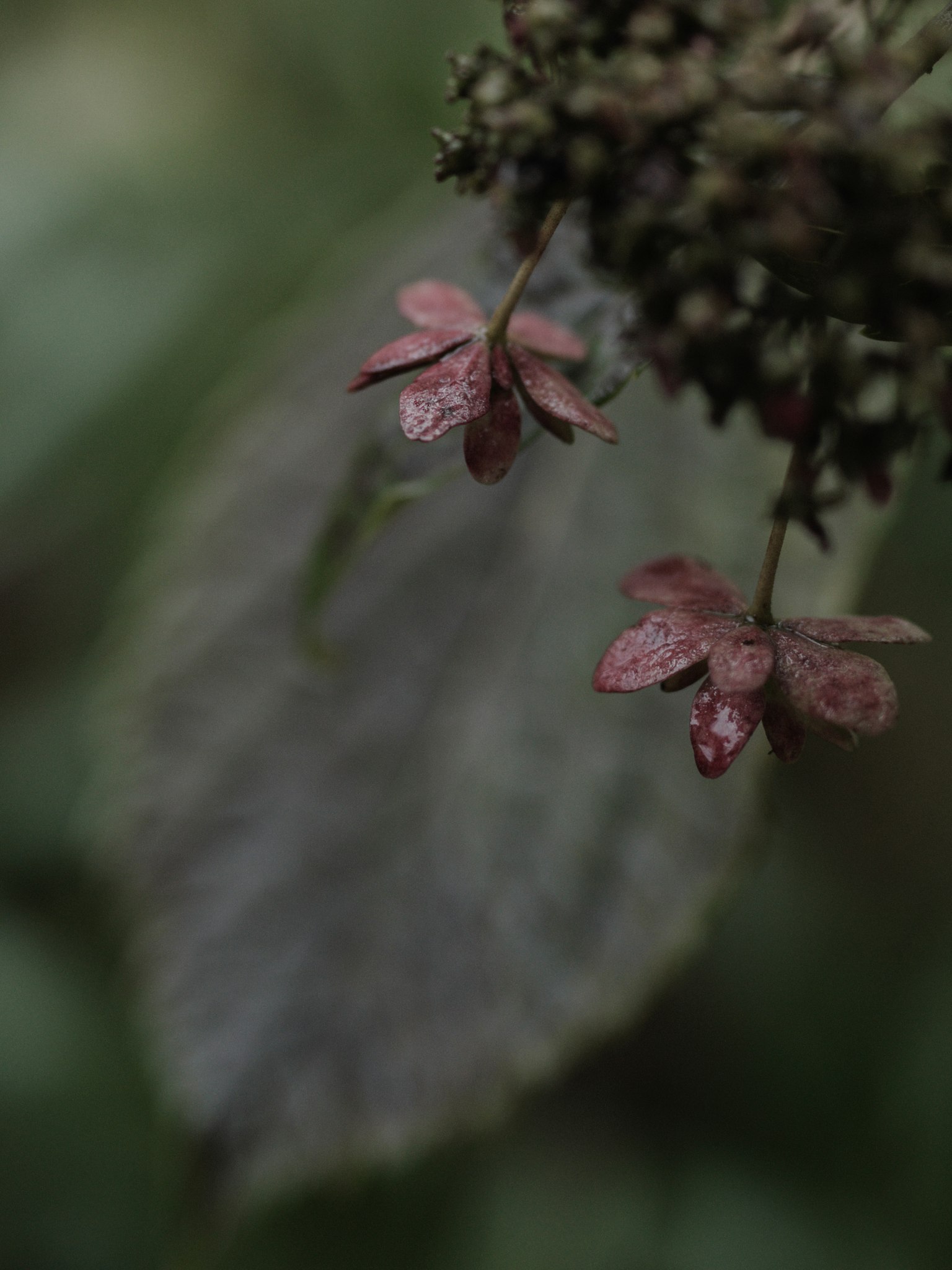 Small reddish-brown flowers near green leaves