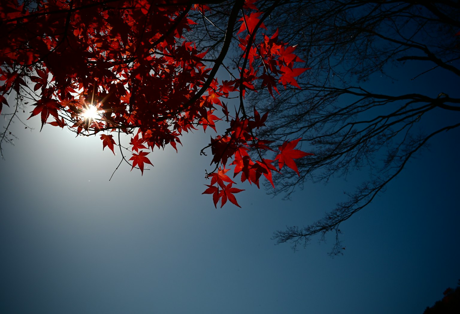 青空の下に赤い紅葉の葉が輝いている