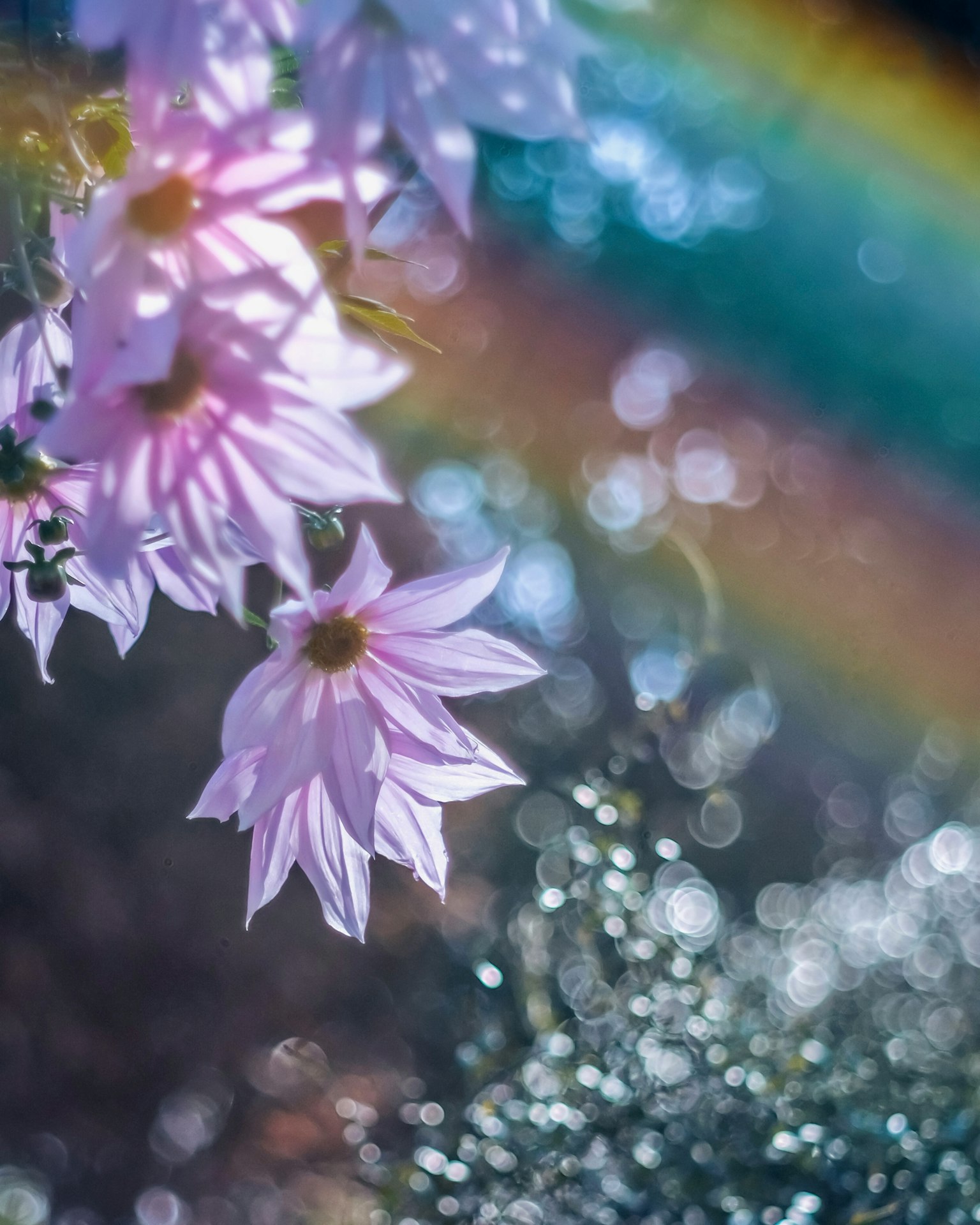 Delicate pink flowers with a rainbow in the background