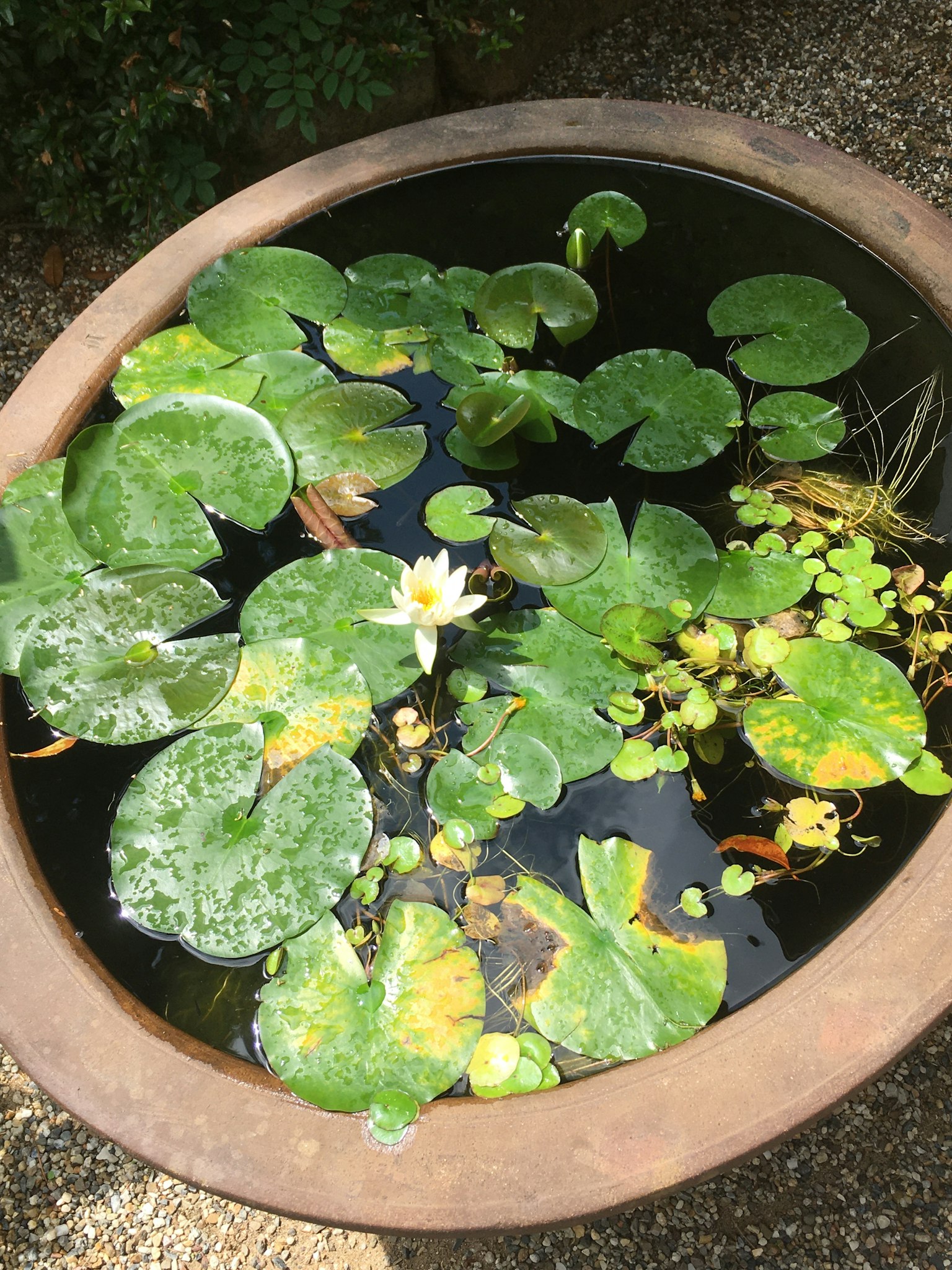 Nénuphars et feuilles vertes flottant dans un étang
