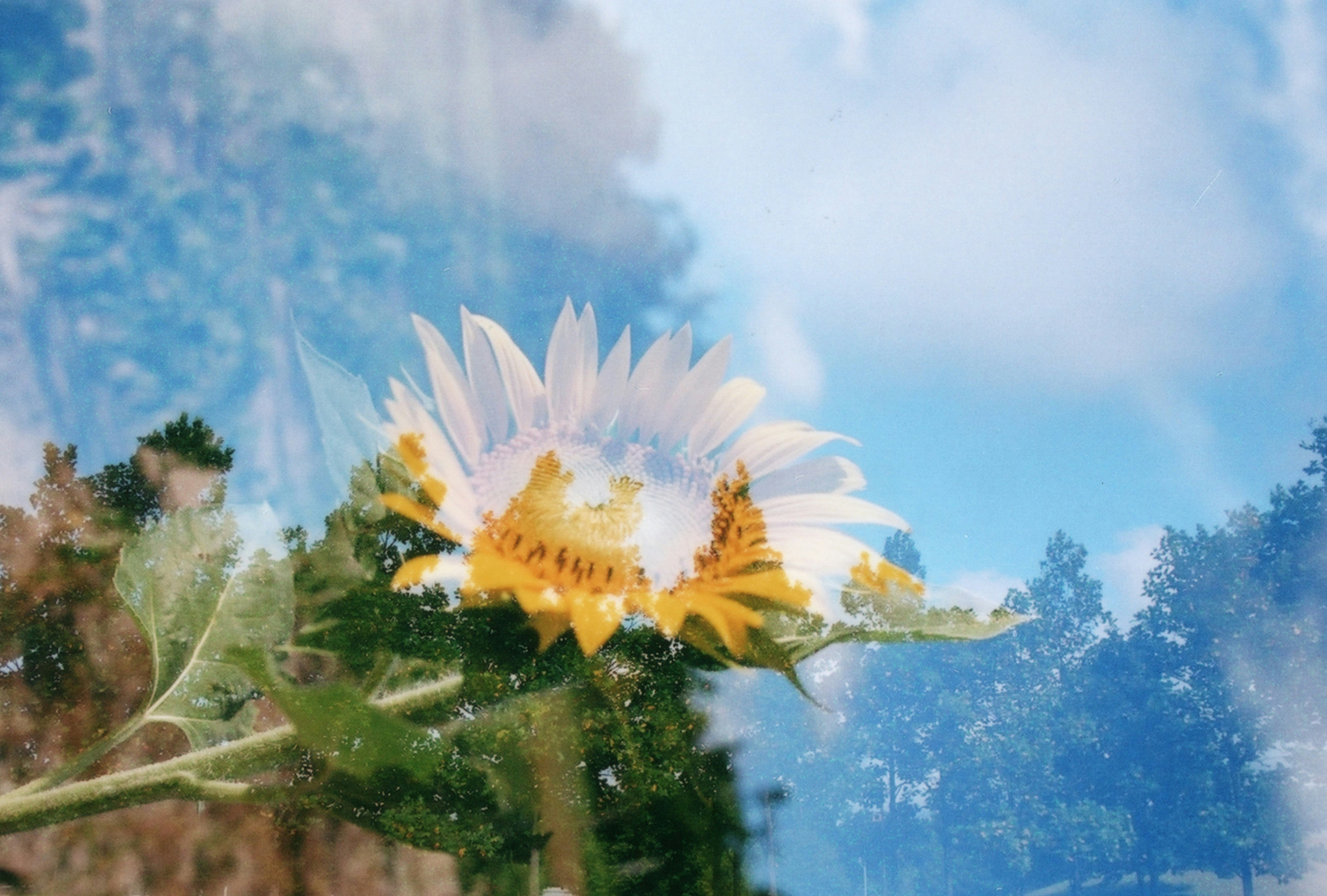 青空の下で咲く花と花びらの重なり