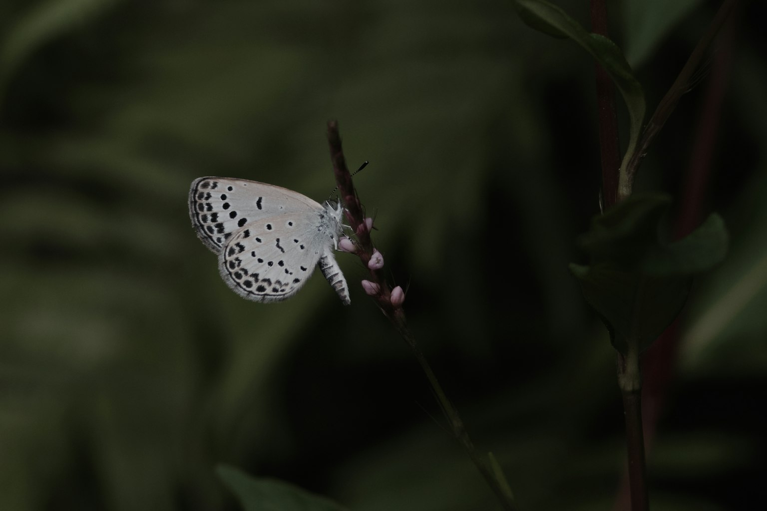 Ein weißer Schmetterling sitzt auf einer Pflanze vor einem dunklen Hintergrund