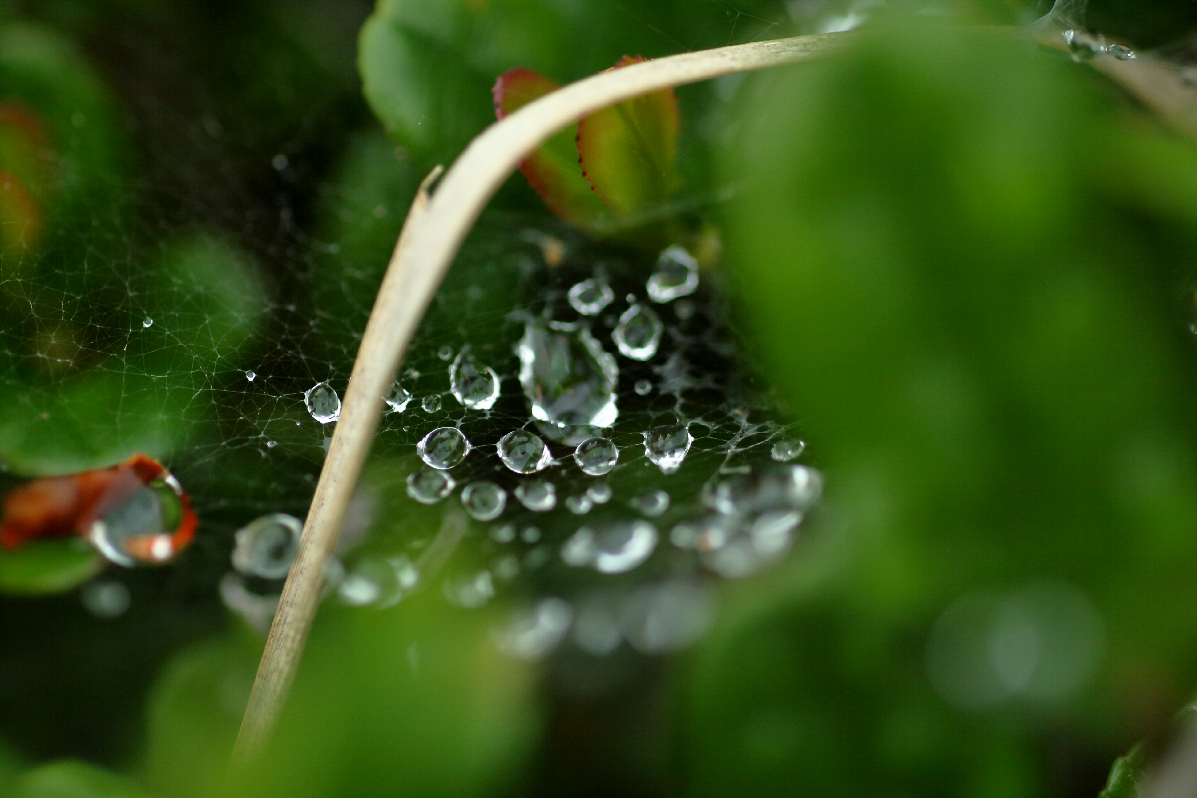 雨上がりの葉に付く水滴とクモの巣のクローズアップ