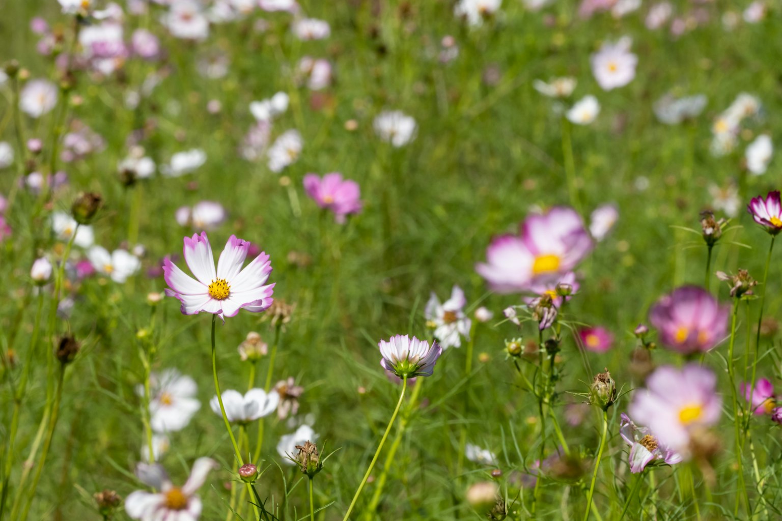 A vibrant field of blooming flowers in various colors