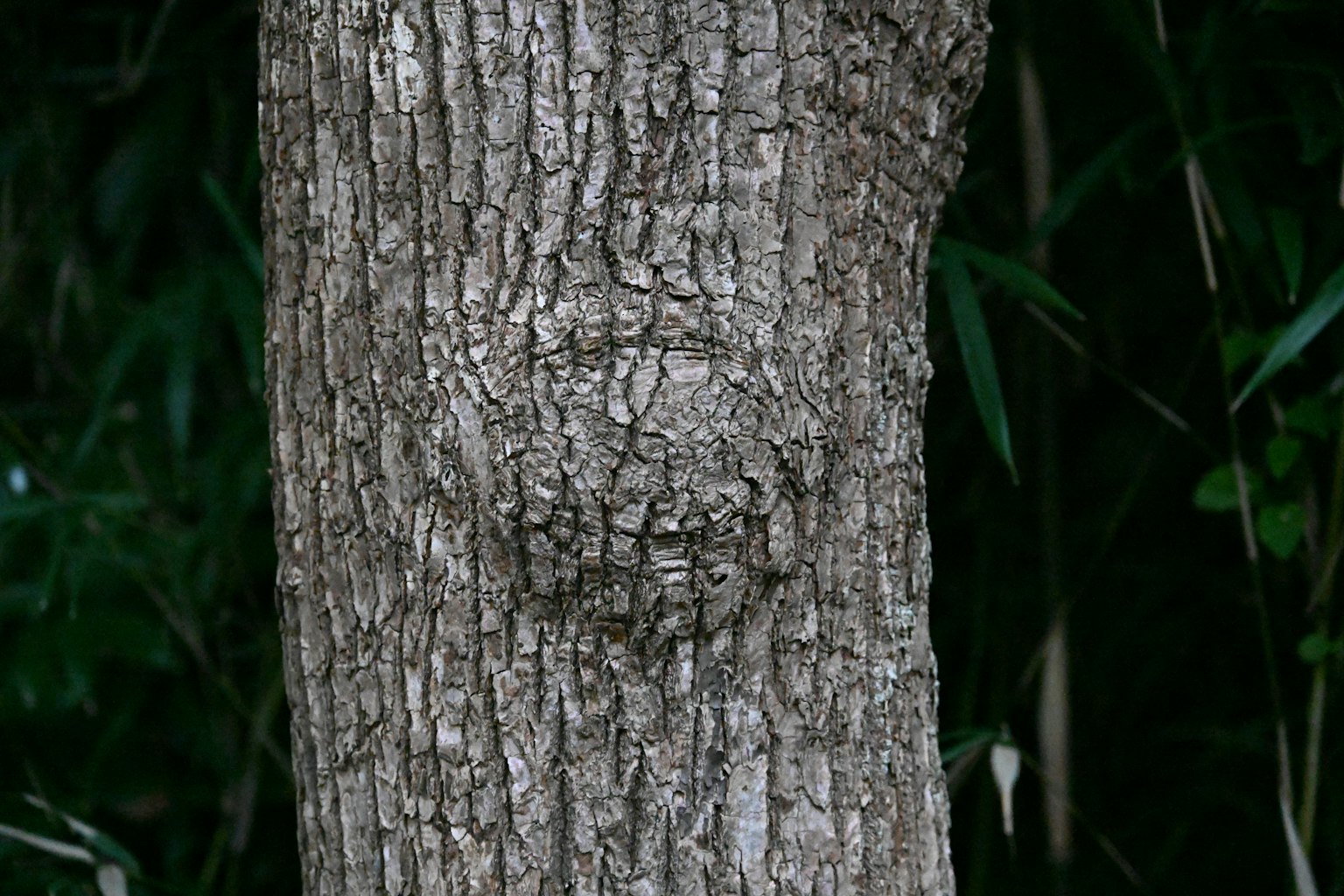 Tronco de árbol con un patrón similar a una cara