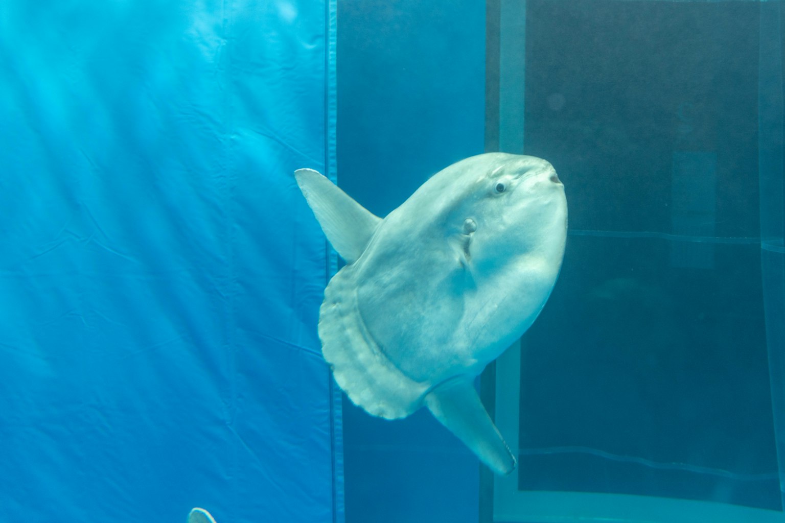 Mola mola nadando bajo el agua con fondo azul