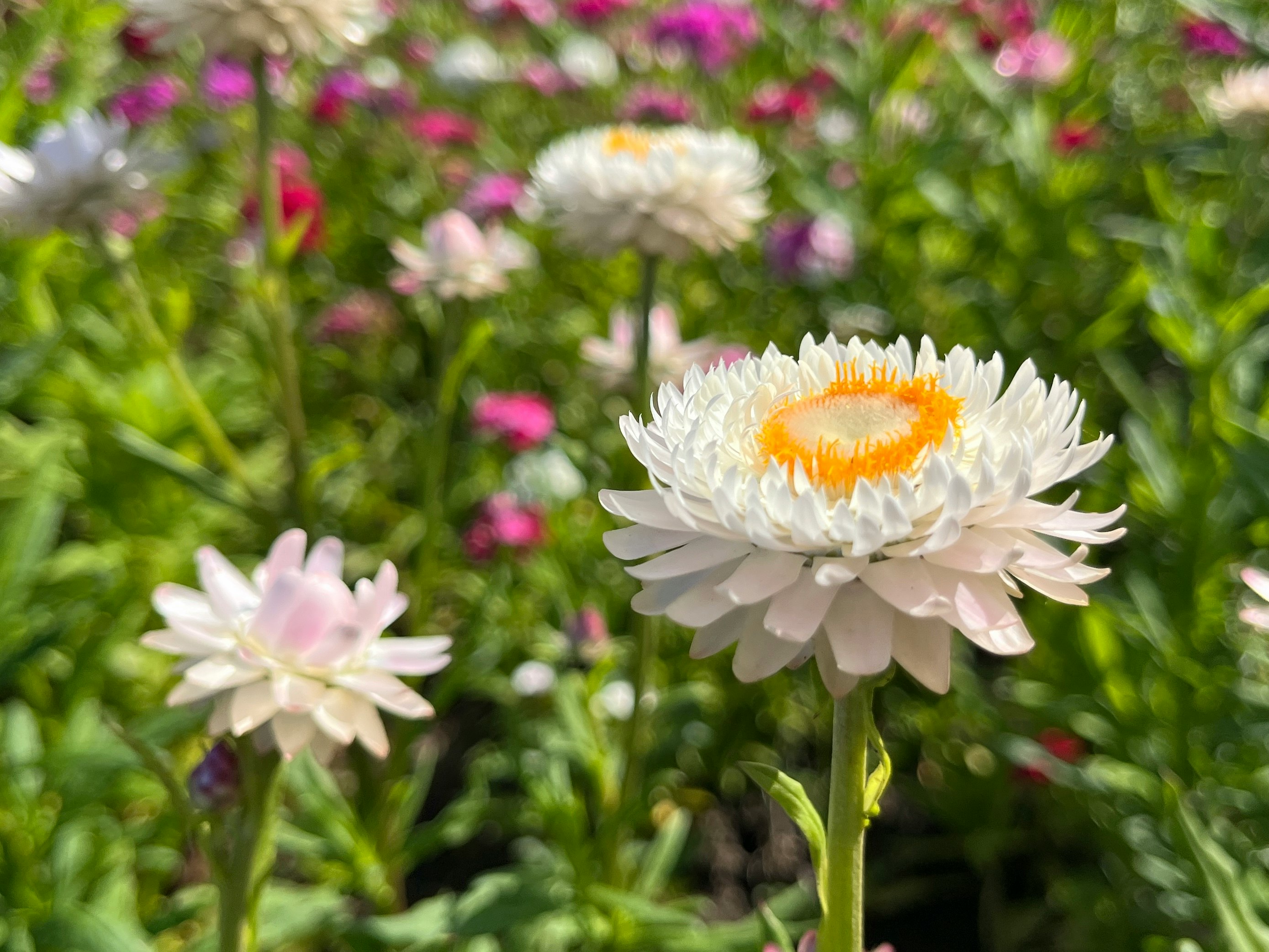 花畑で咲く白い花とピンクの花々