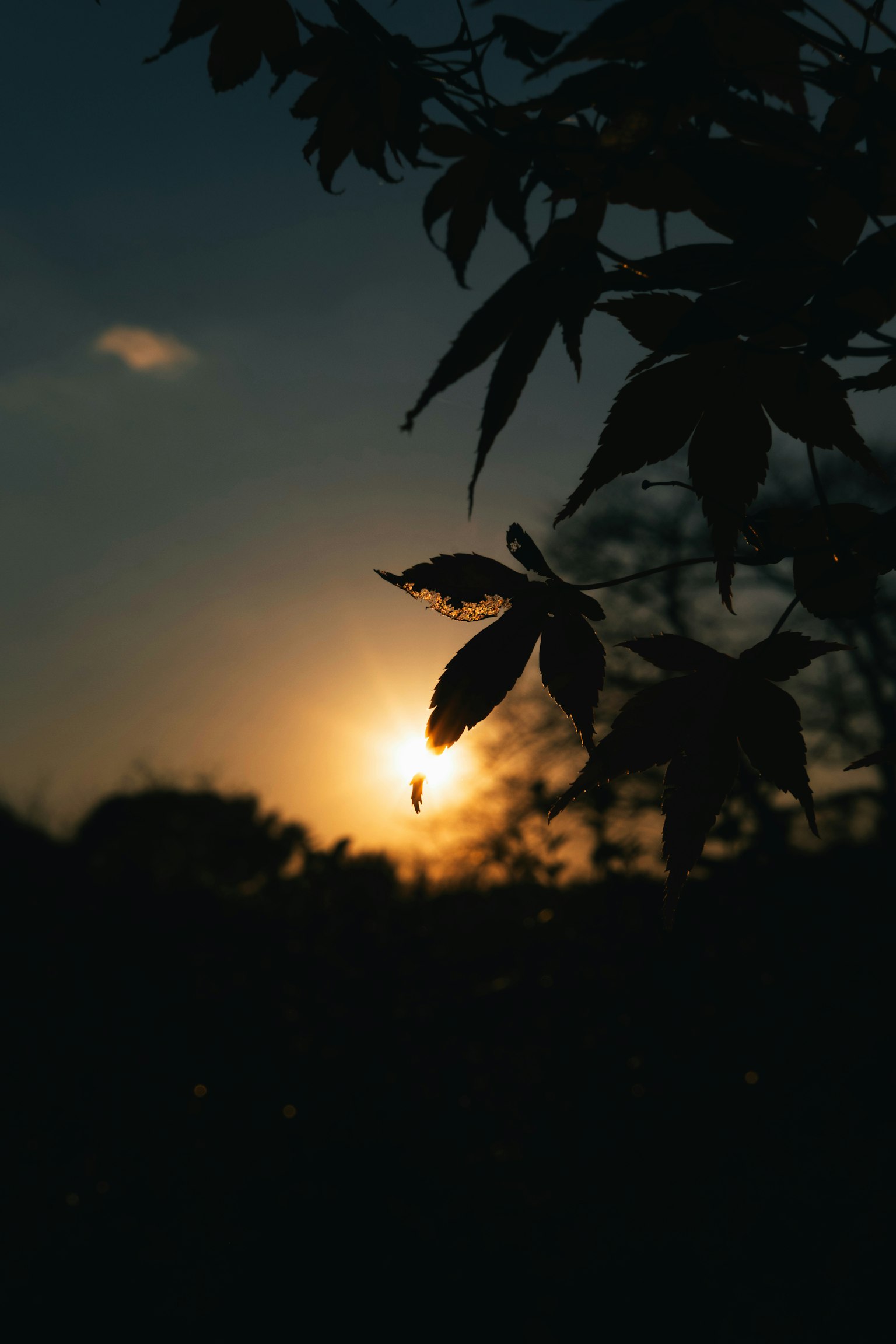 Bóng dáng lá cây trước hoàng hôn