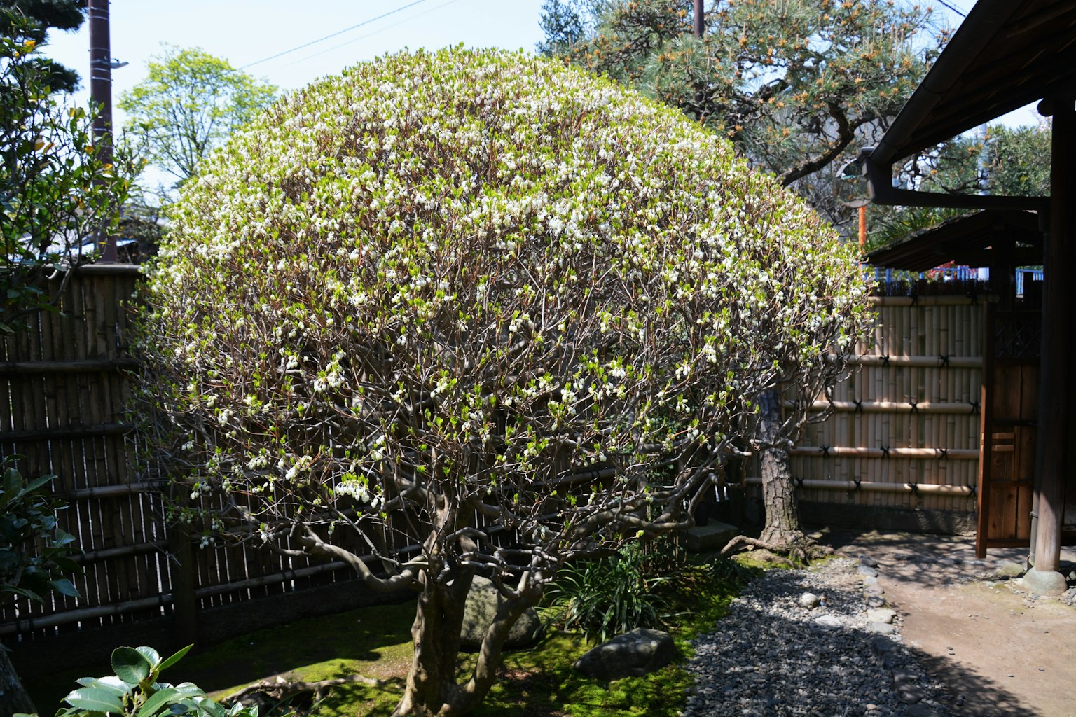 Un albero a forma rotonda in un giardino con una recinzione in bambù sullo sfondo