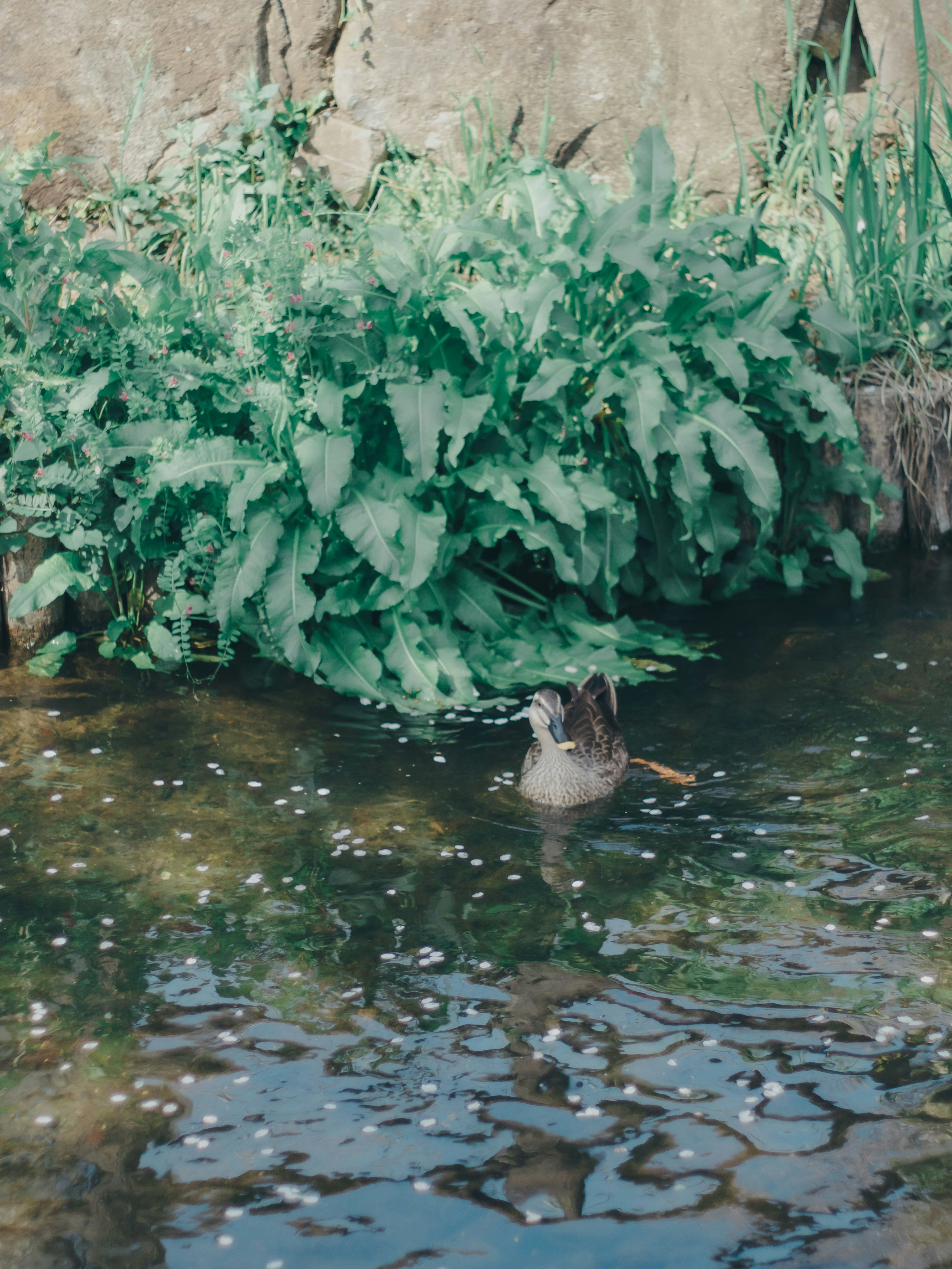 水辺で泳ぐカモの姿