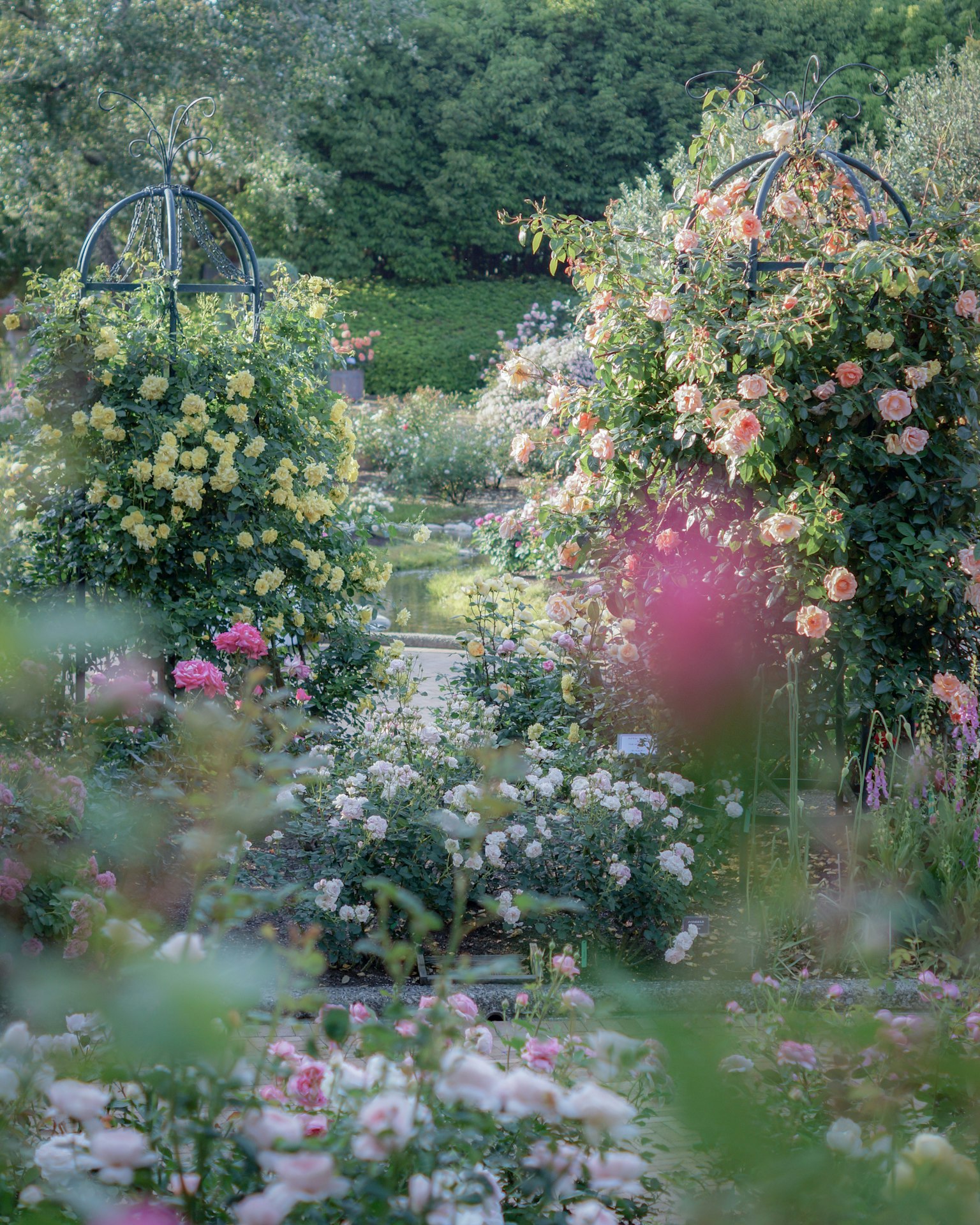 Scène de jardin magnifique avec des fleurs en fleurs roses colorées et arches florales
