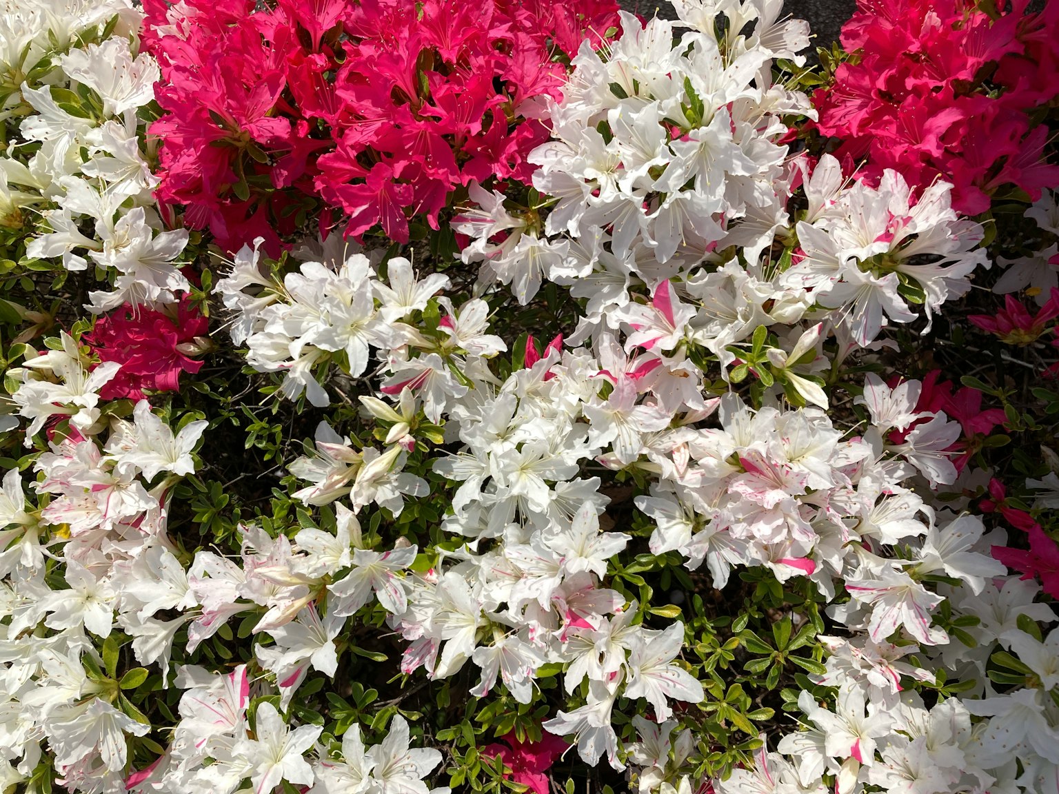 Una exhibición vibrante de flores de azalea en rosa y blanco