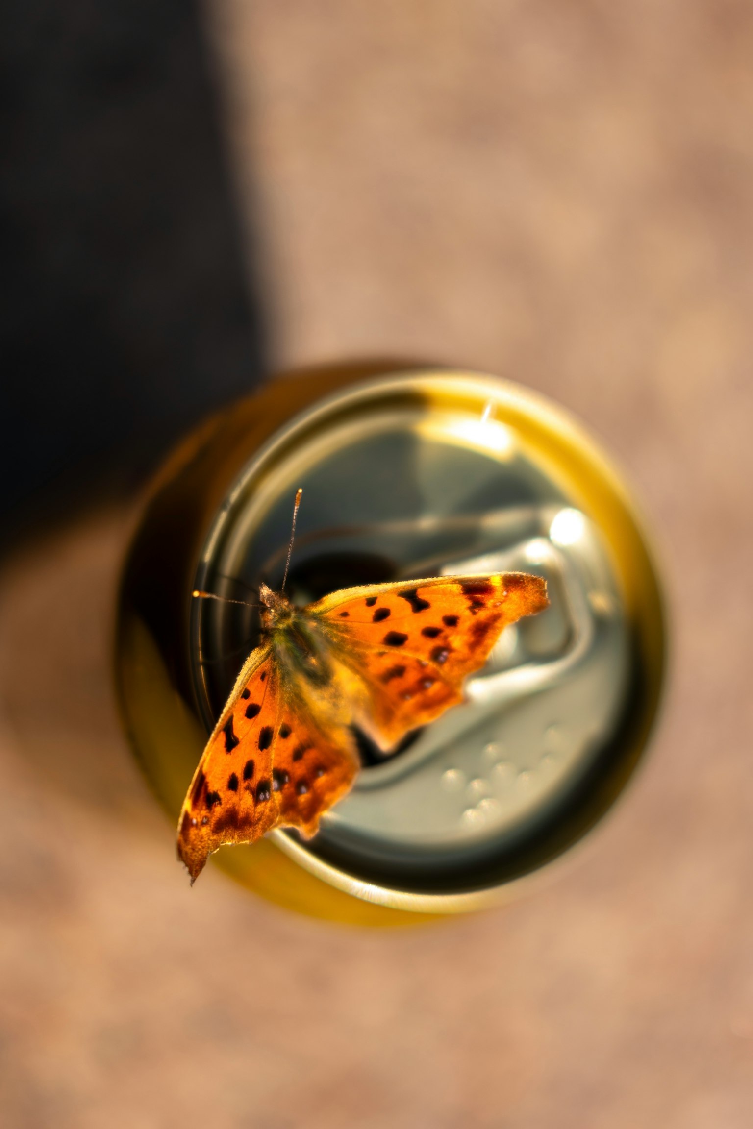 缶の上にとまるオレンジ色の蝶のクローズアップ