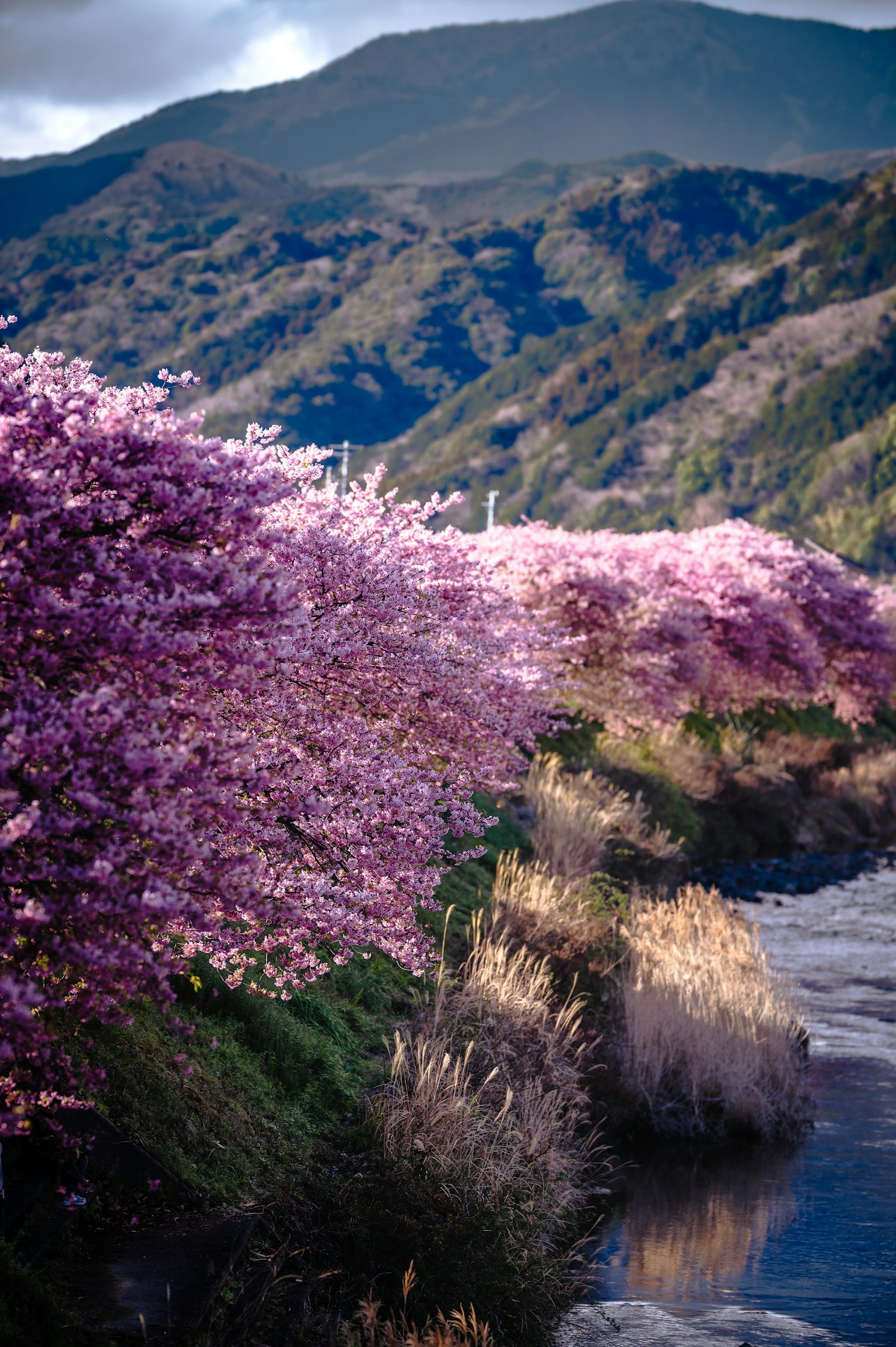 Pemandangan pohon sakura di sepanjang sungai