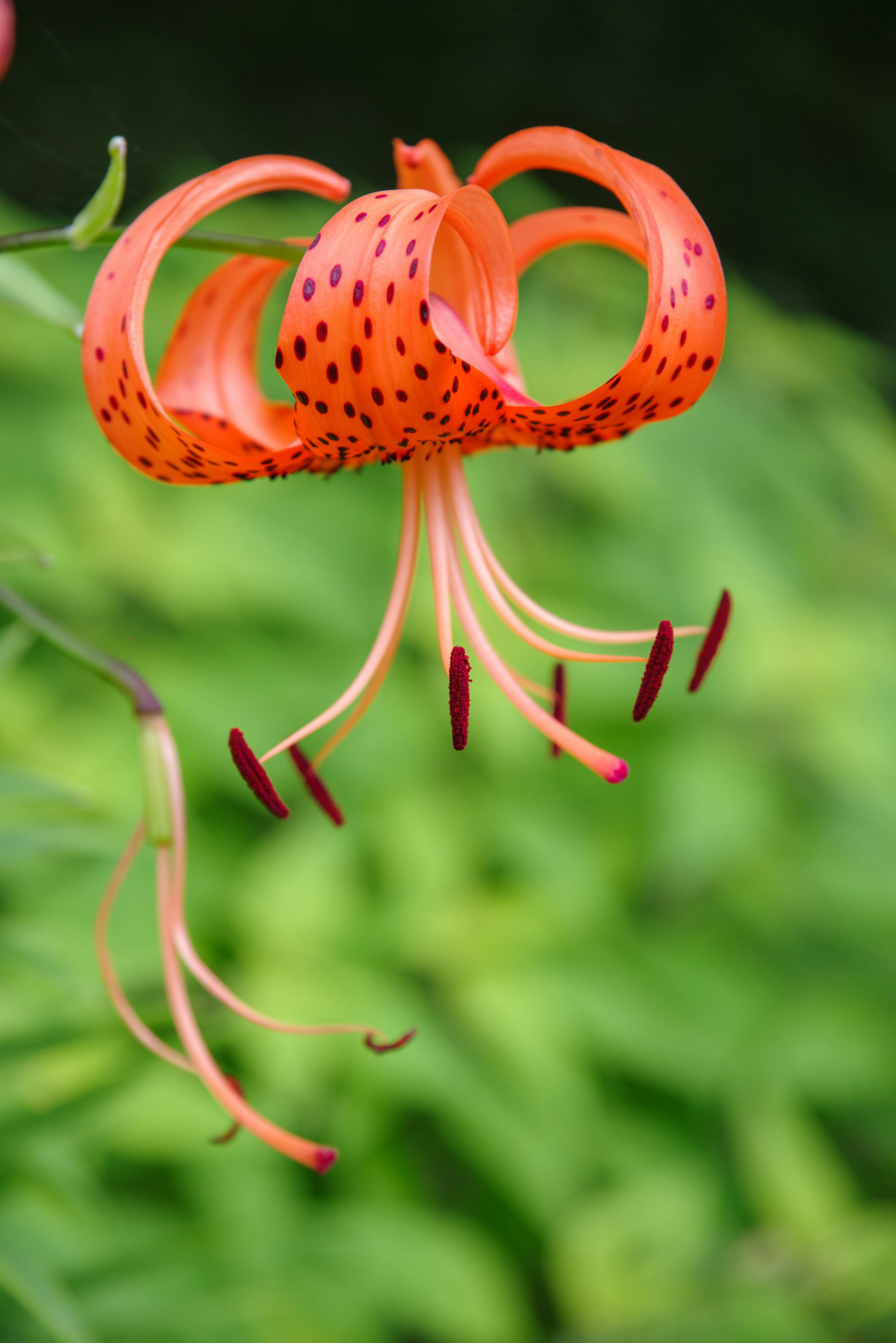 macro of a red lily flower with long stamens