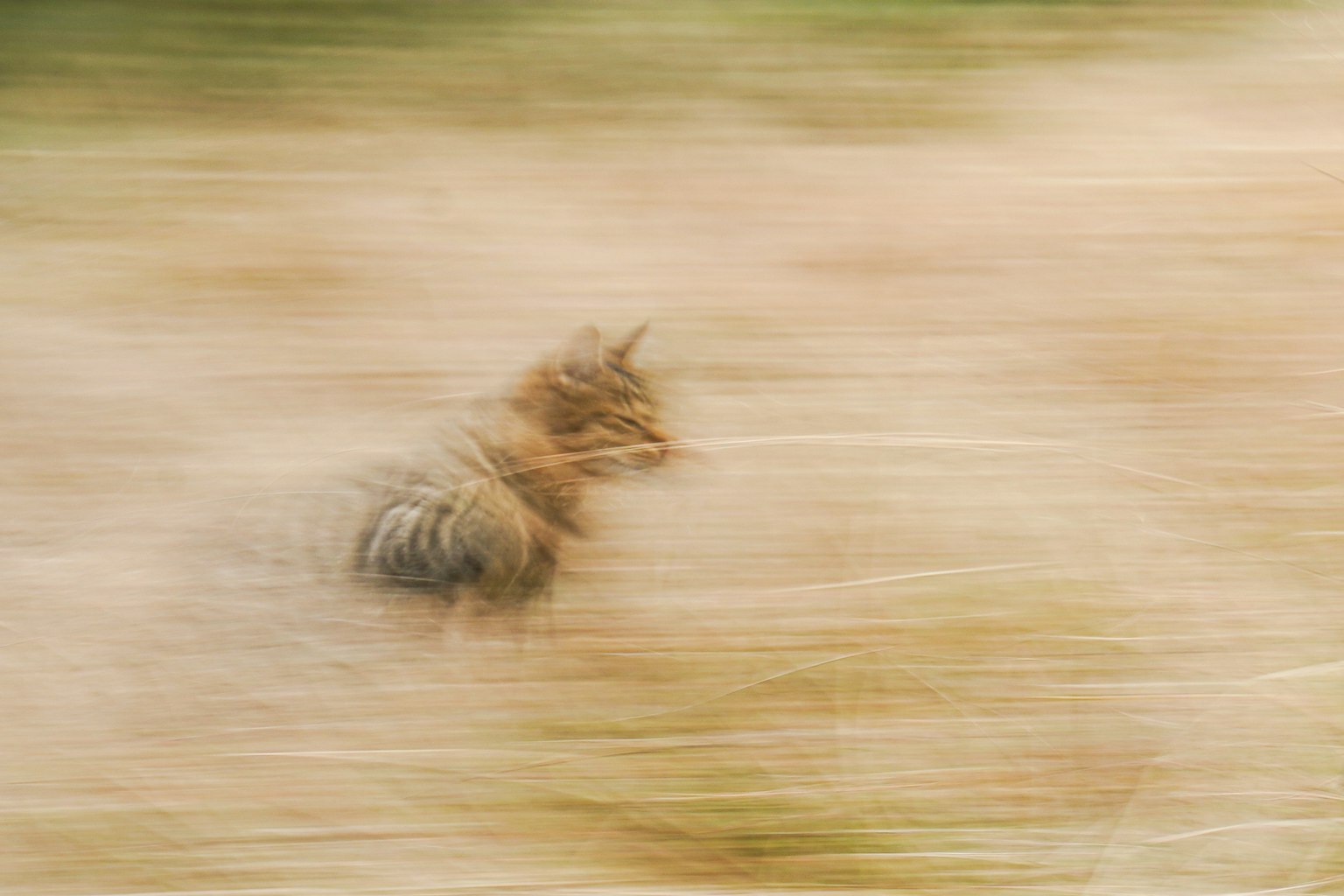 動きの速い猫が草原を駆け抜けるイメージ