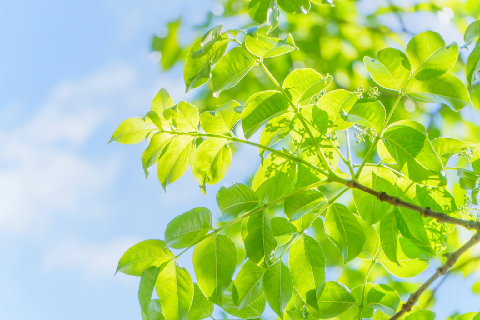 Helle grüne Blätter unter einem blauen Himmel