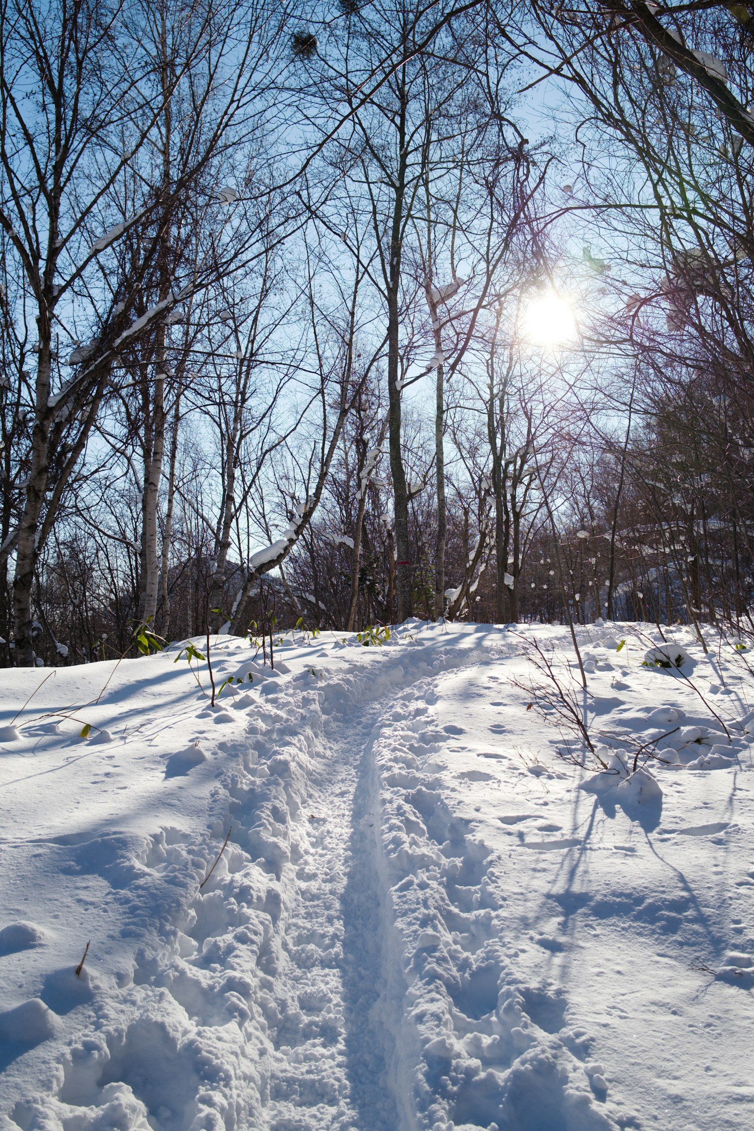 Sendero cubierto de nieve que serpentea entre los árboles con luz solar