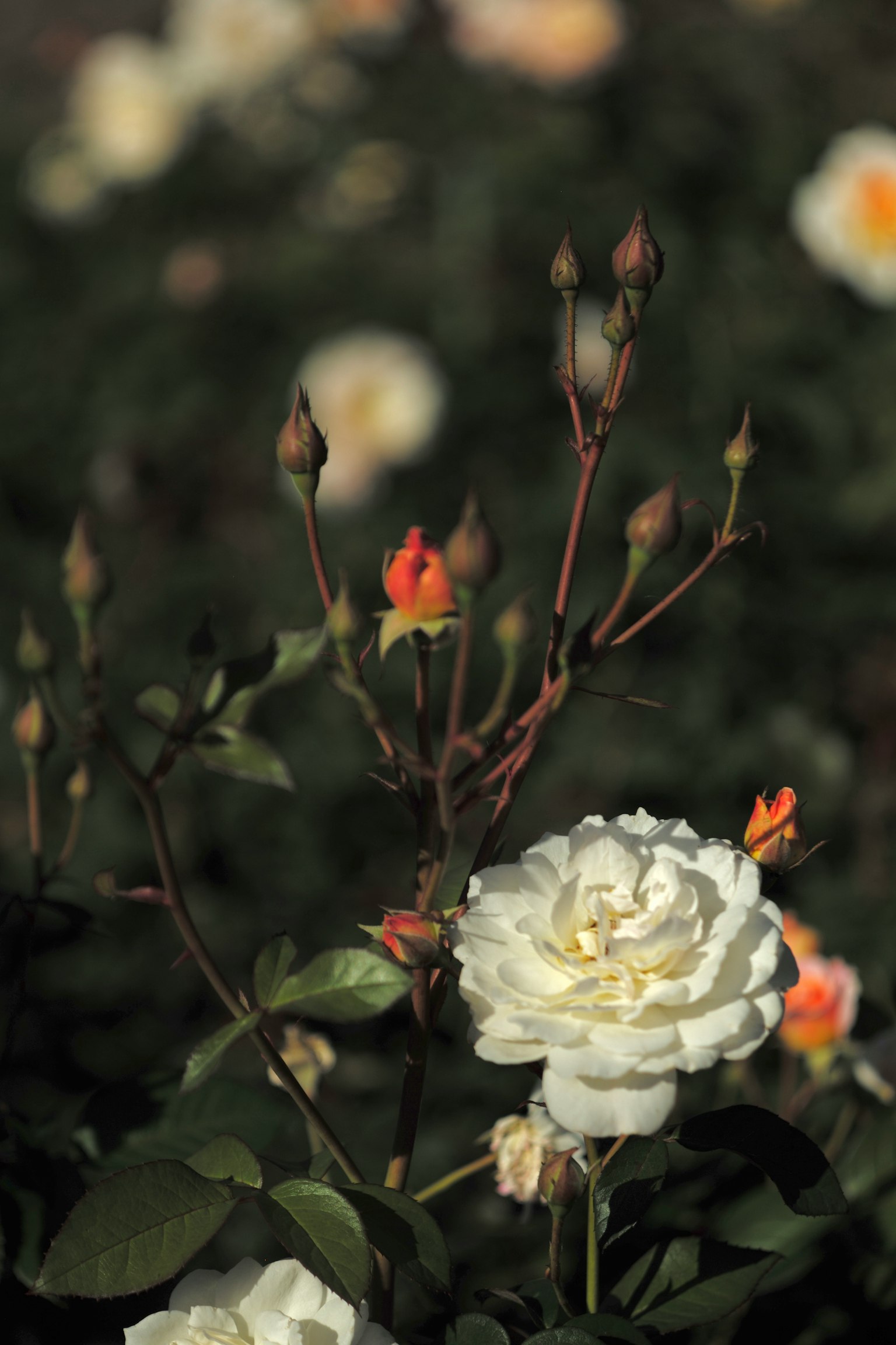 Hermosa escena de jardín con rosas blancas y hojas verdes