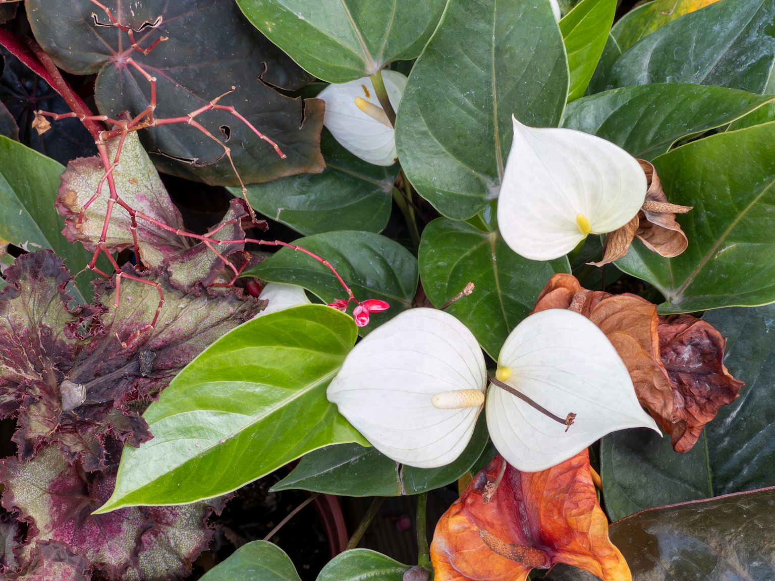 การซูมใกล้ดอกไม้สีขาวและใบไม้สีเขียวในการจัดเรียงพืชที่เขียวขจี