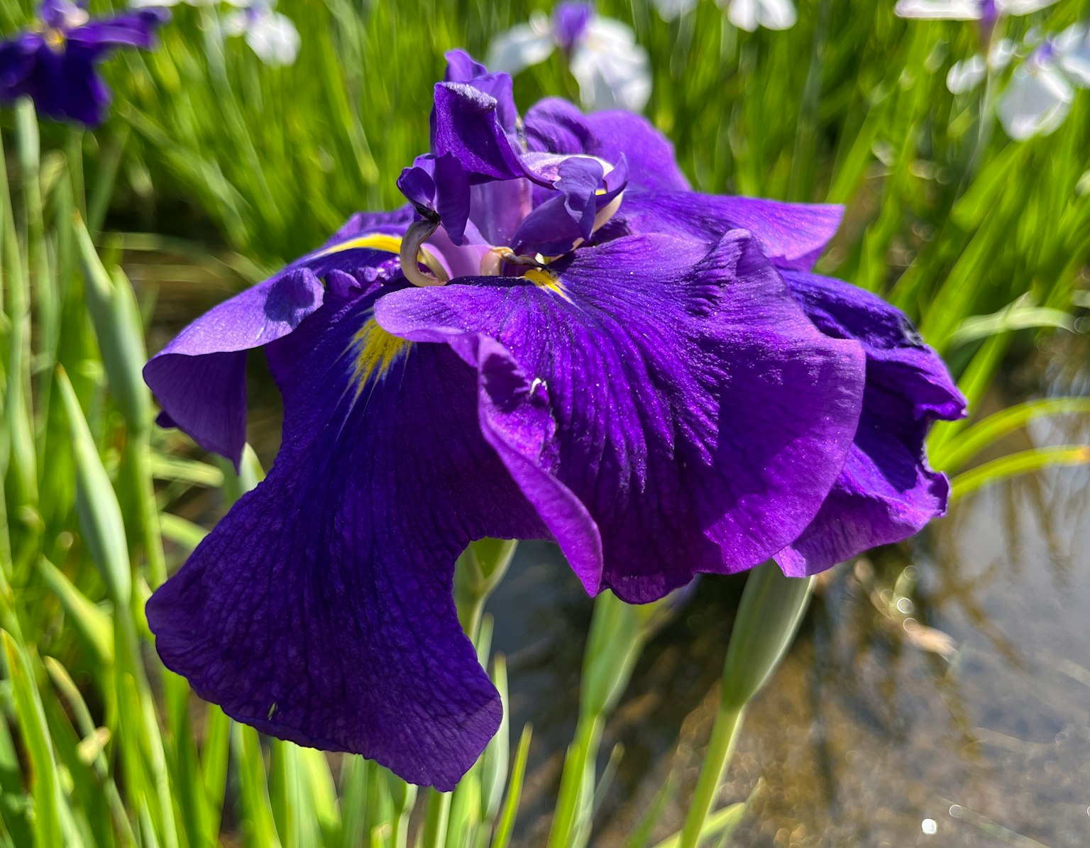 Flor de iris con pétalos morados floreciendo junto al agua