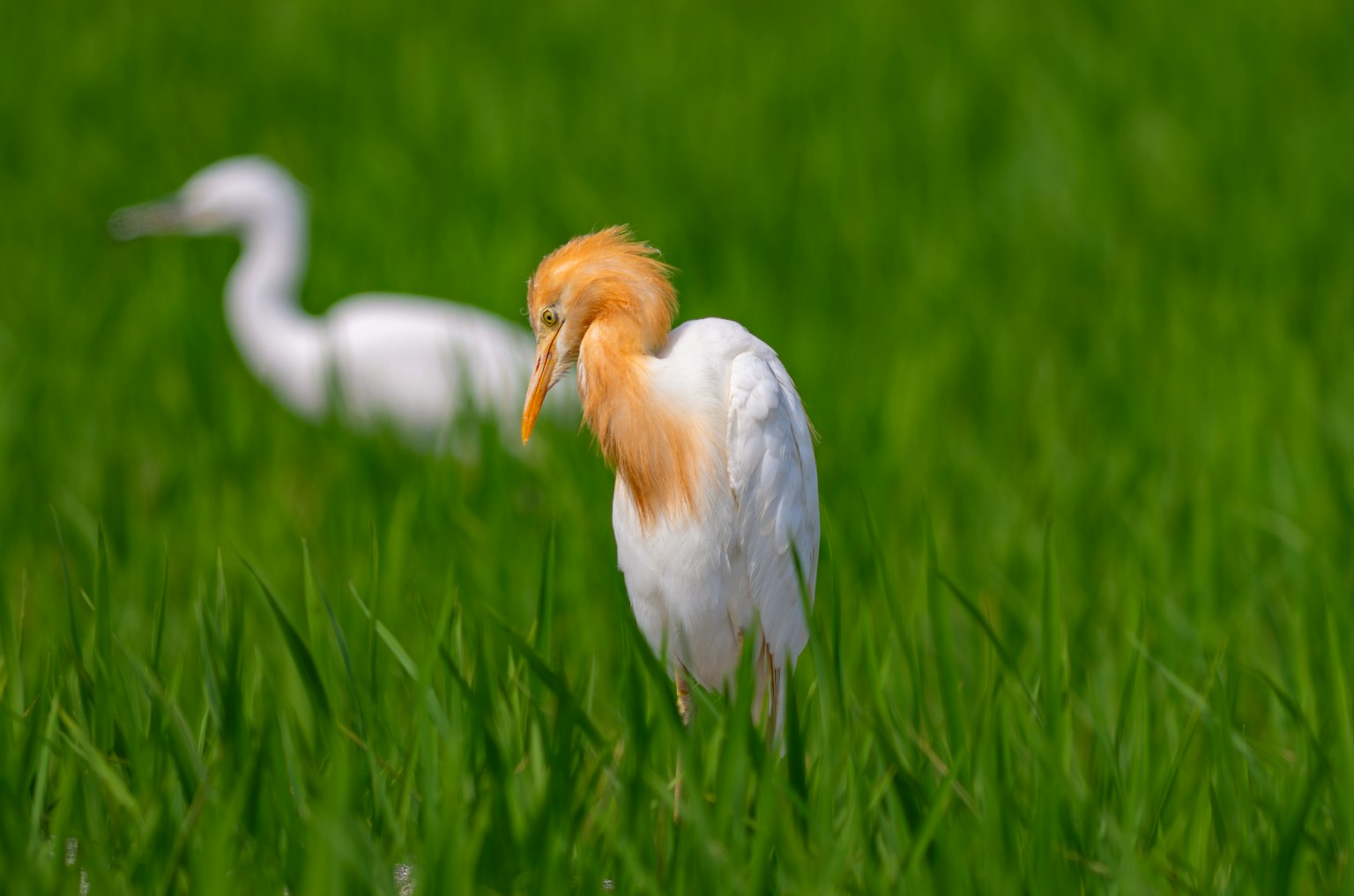 A white bird with an orange head standing in green rice fields with another white bird in the background