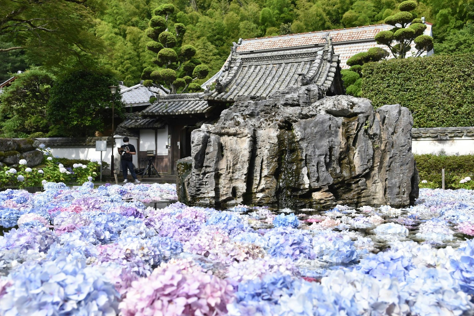 传统日本建筑被多彩的绣球花环绕的风景