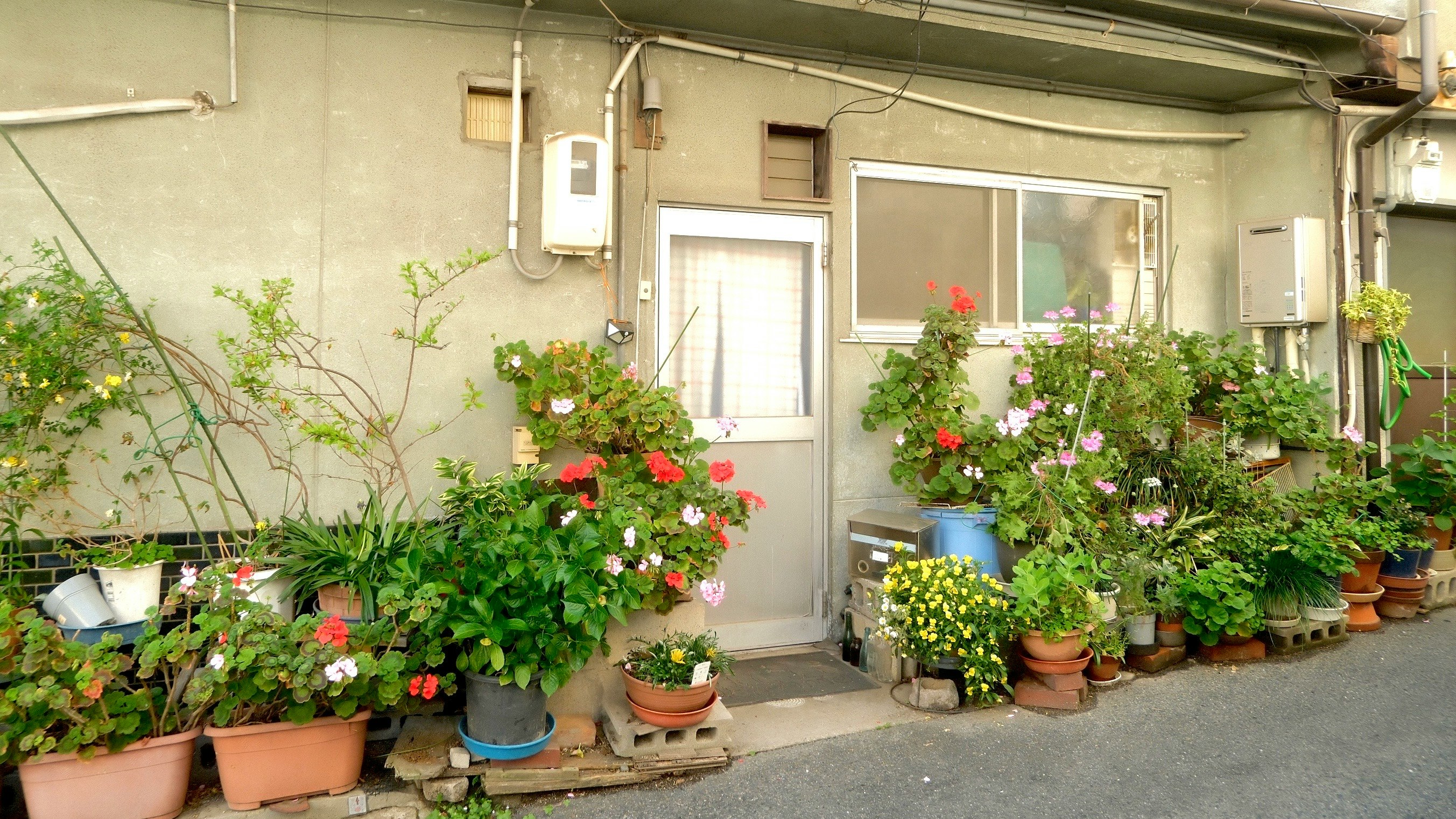 鉢植えの花が並ぶ路地の小さな中庭