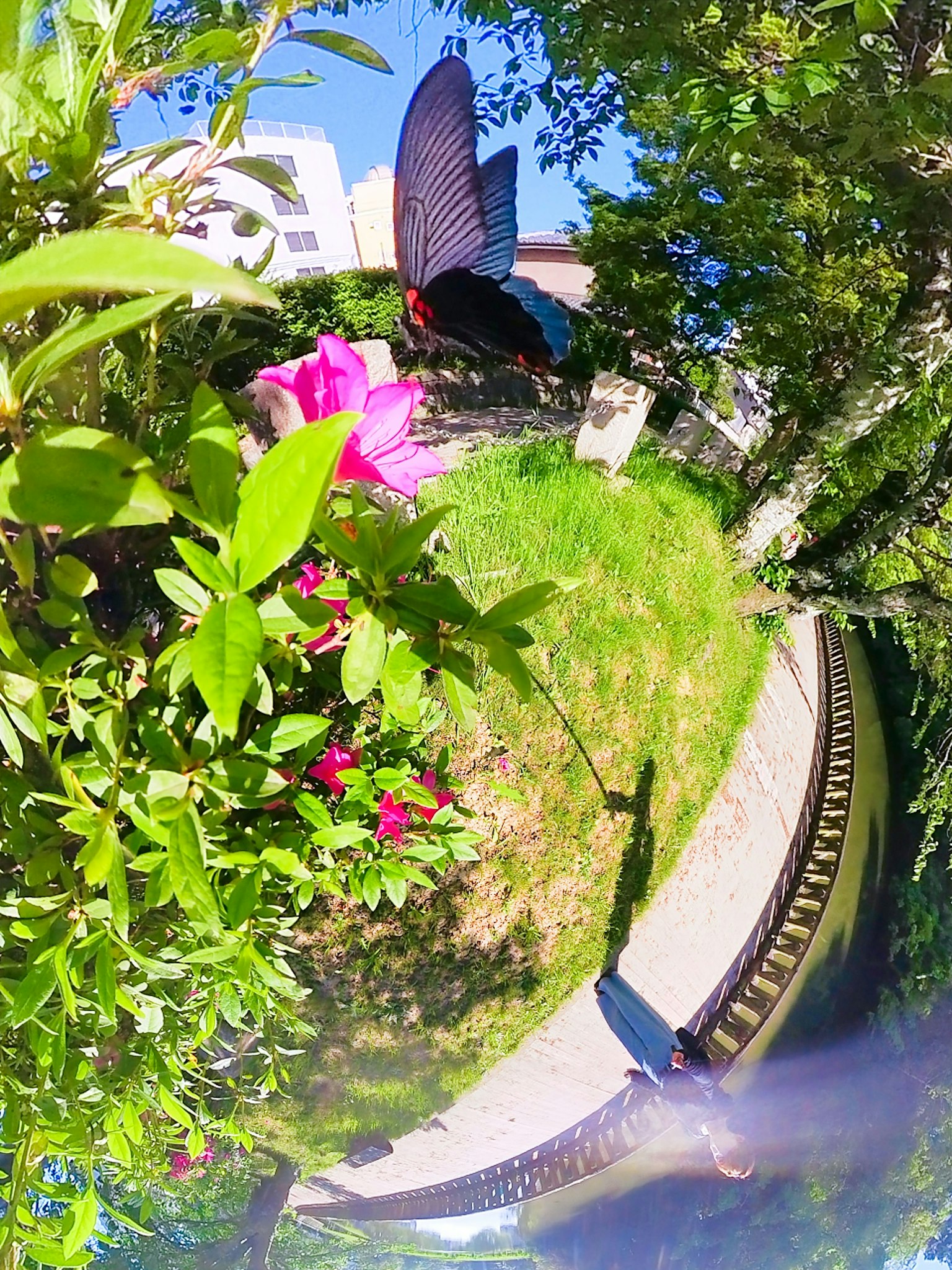 Imagen de un jardín rodeado de vegetación con flores rosas y una gran mariposa