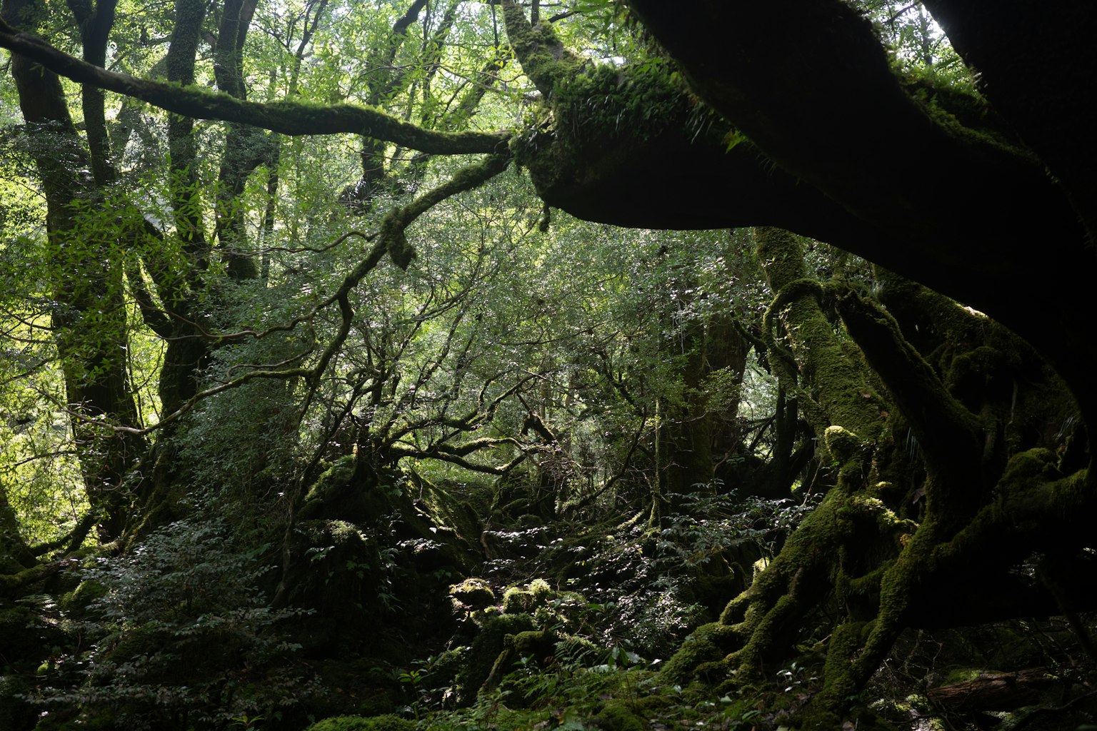 Dichter Wald mit alten Bäumen und moosbedeckten Steinen
