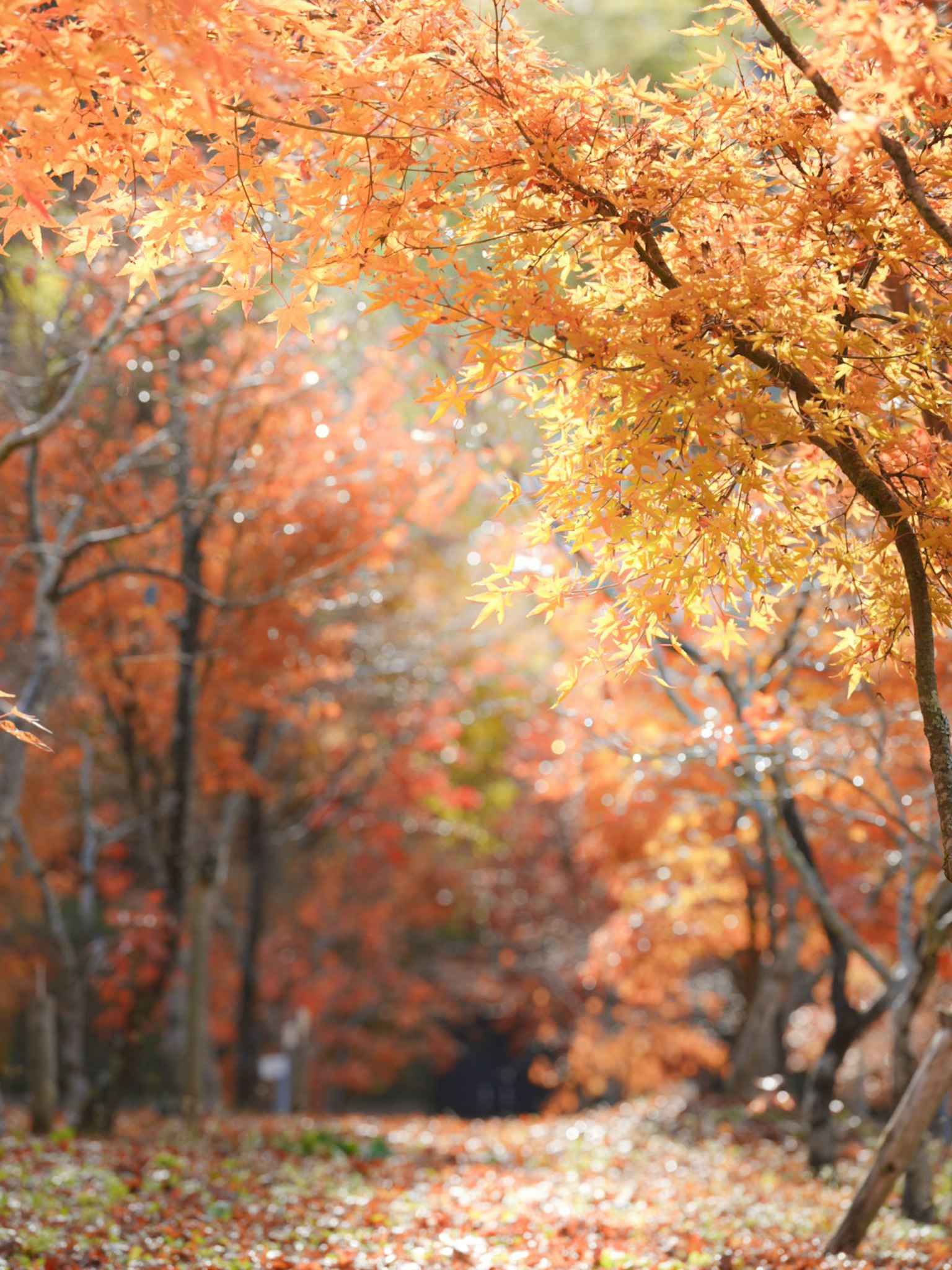 Un sentiero circondato da colori autunnali con alberi dai fogliami vivaci