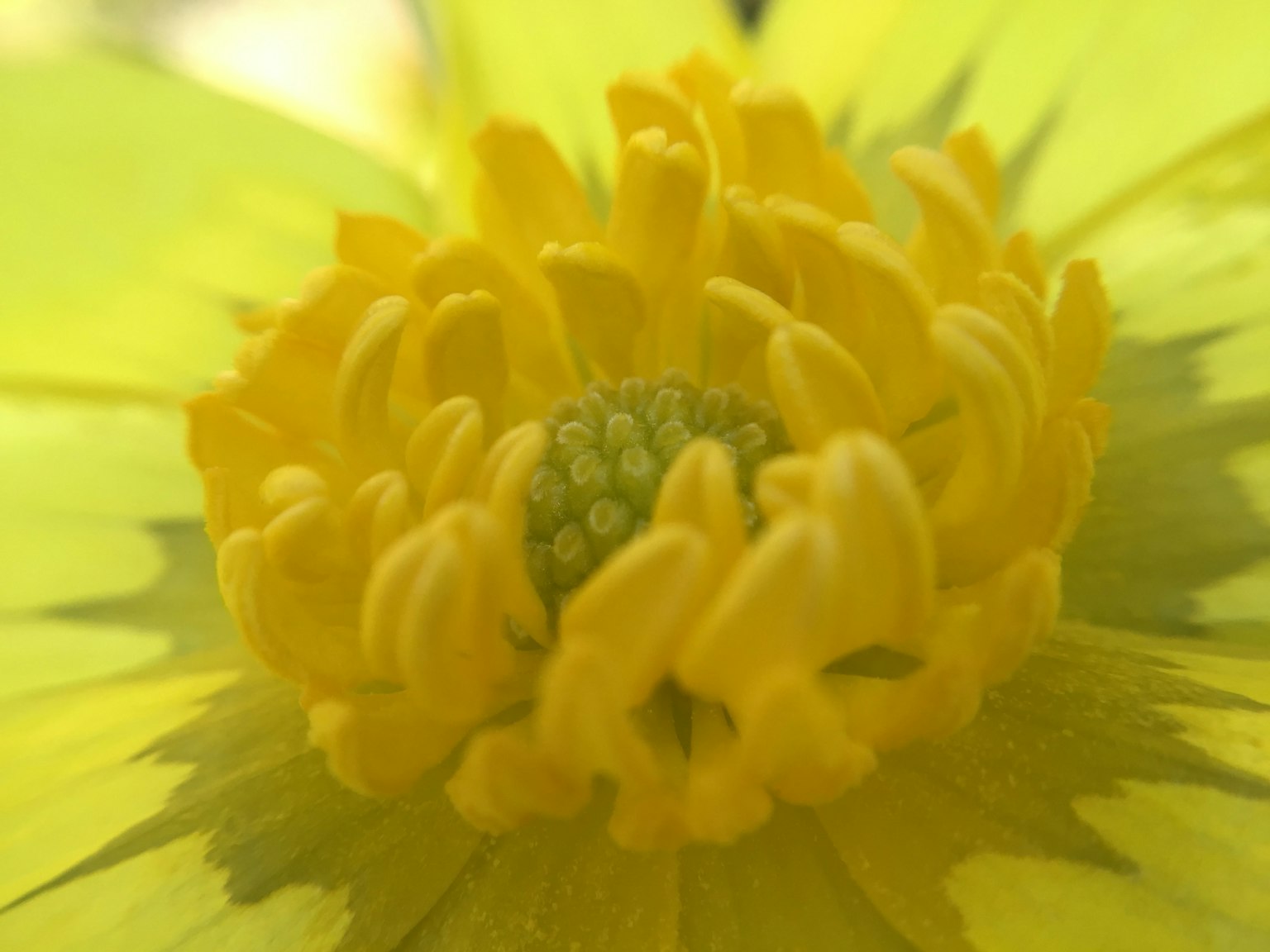 Gros plan sur le centre d'une fleur jaune Les pétales sont vifs La structure de la fleur est détaillée