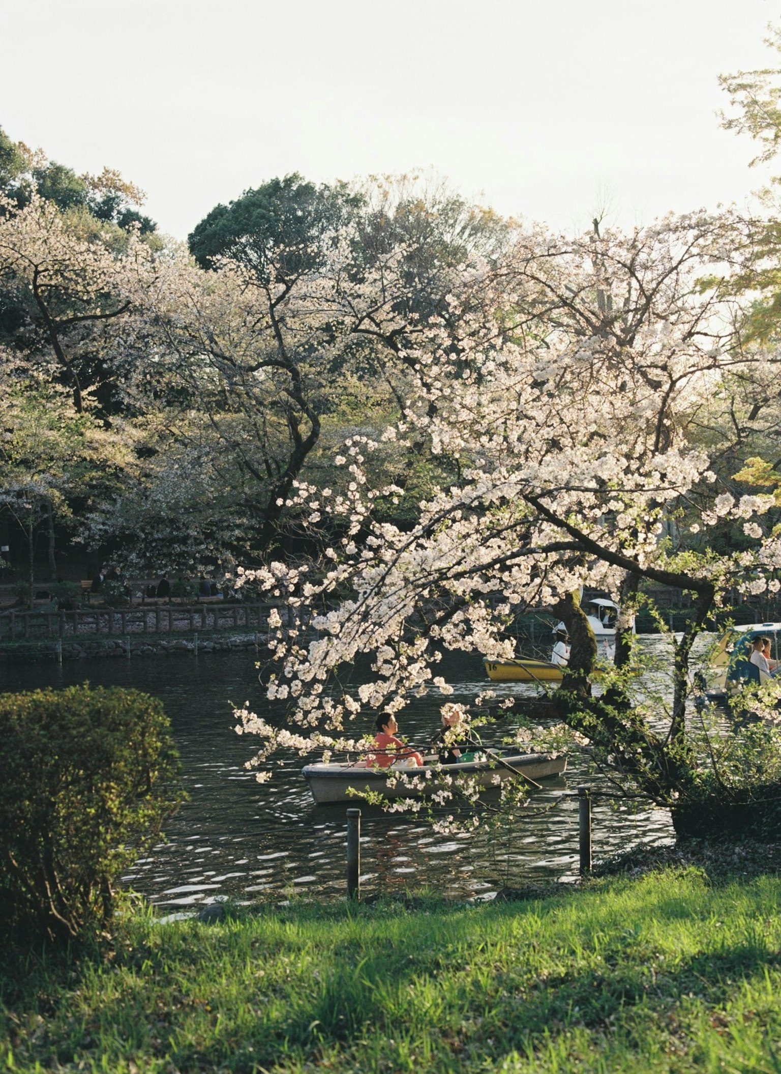 Vista escénica de cerezos en flor en un parque con un estanque tranquilo