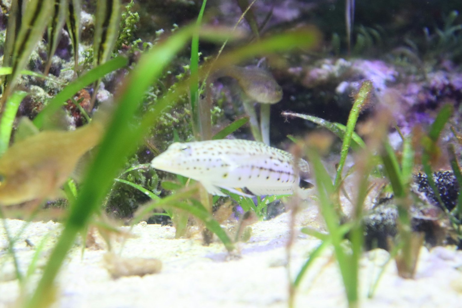 水草の中に隠れた小さな魚が見える水中の風景