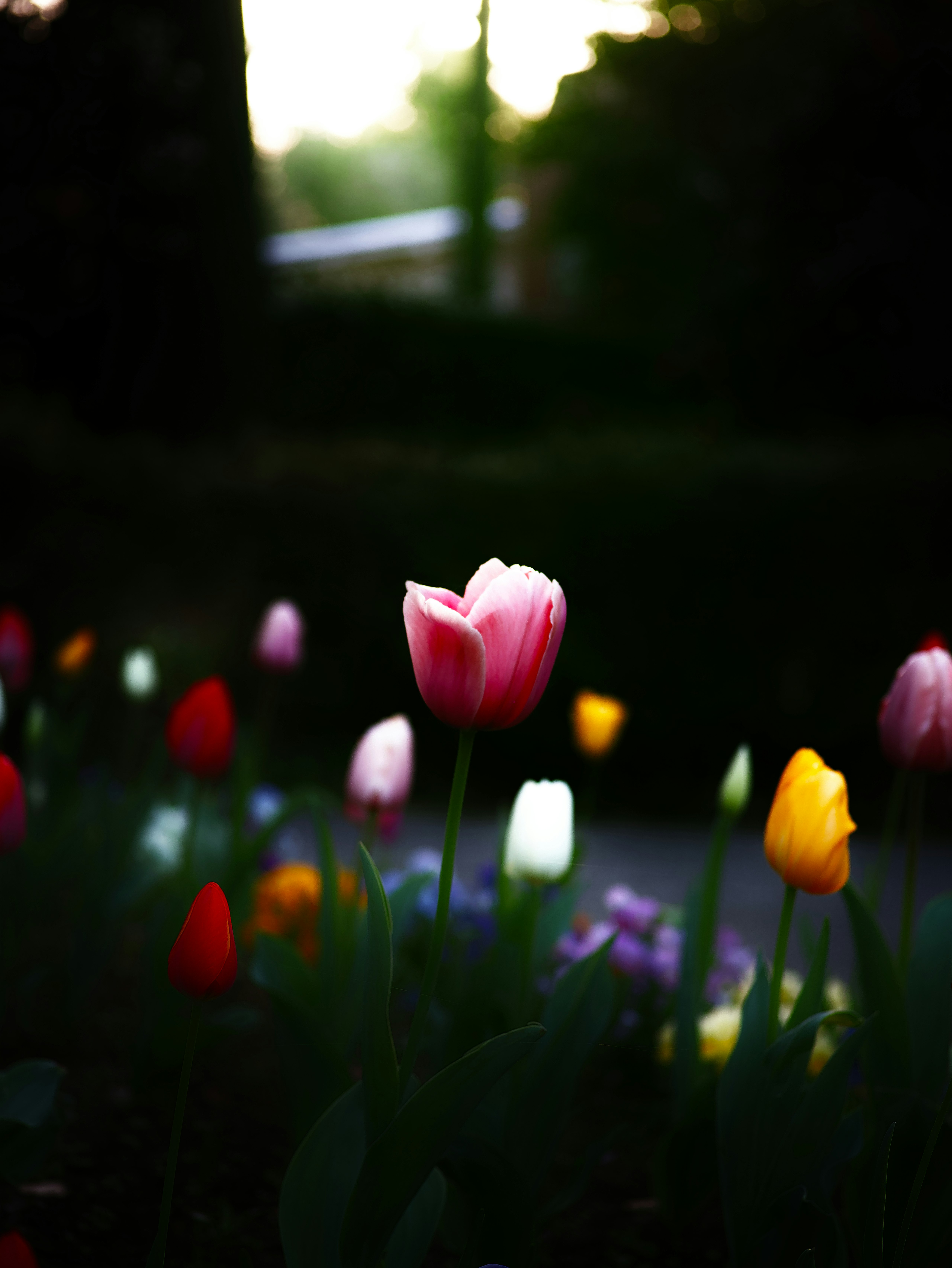 花畑のチューリップとボケのある自然光の風景