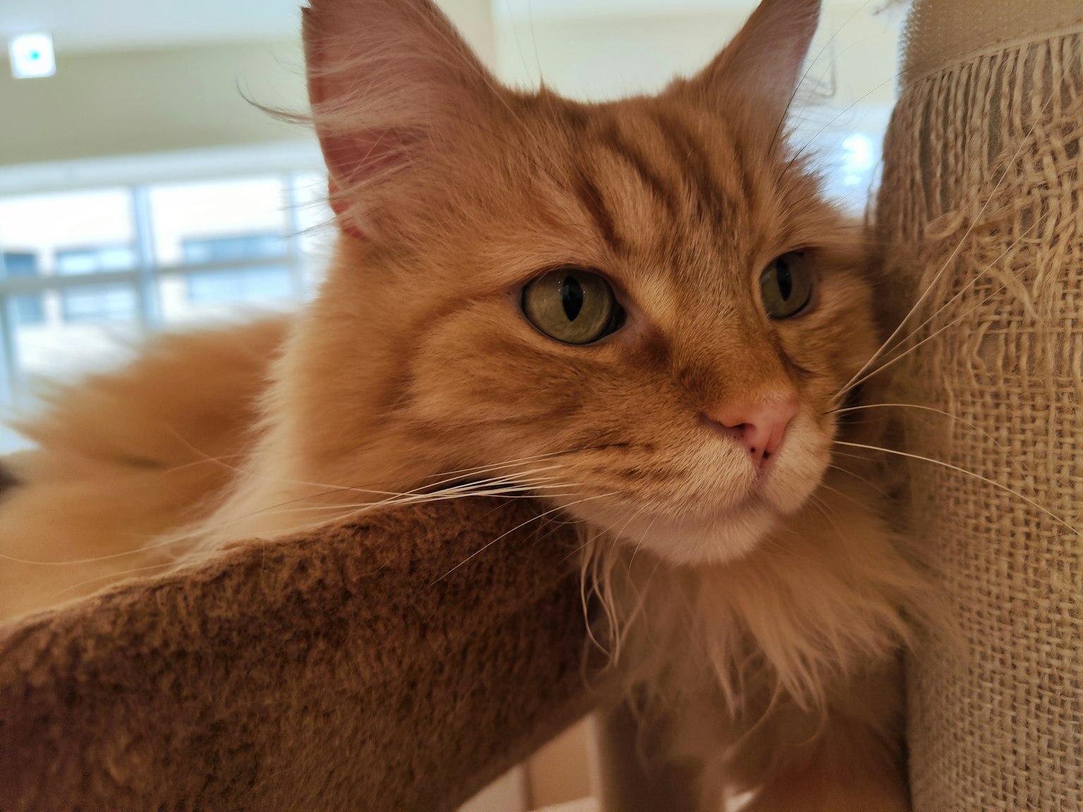 Un gato naranja relajado con ojos verdes
